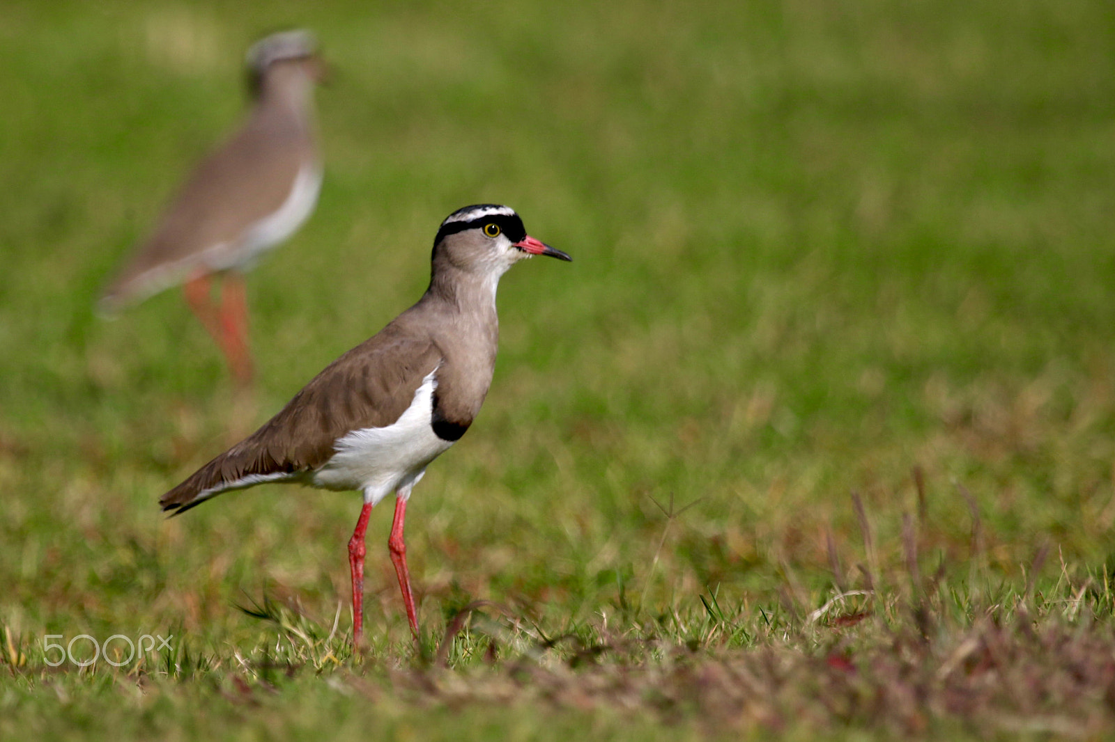 Canon EF 100-400mm F4.5-5.6L IS USM sample photo. Crowned lapwing photography