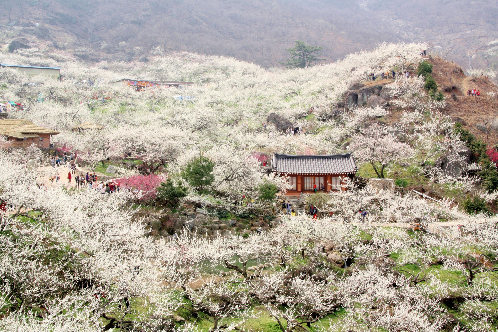 Sigma 18-250mm F3.5-6.3 DC OS HSM sample photo. 20160320-0352.jpg photography