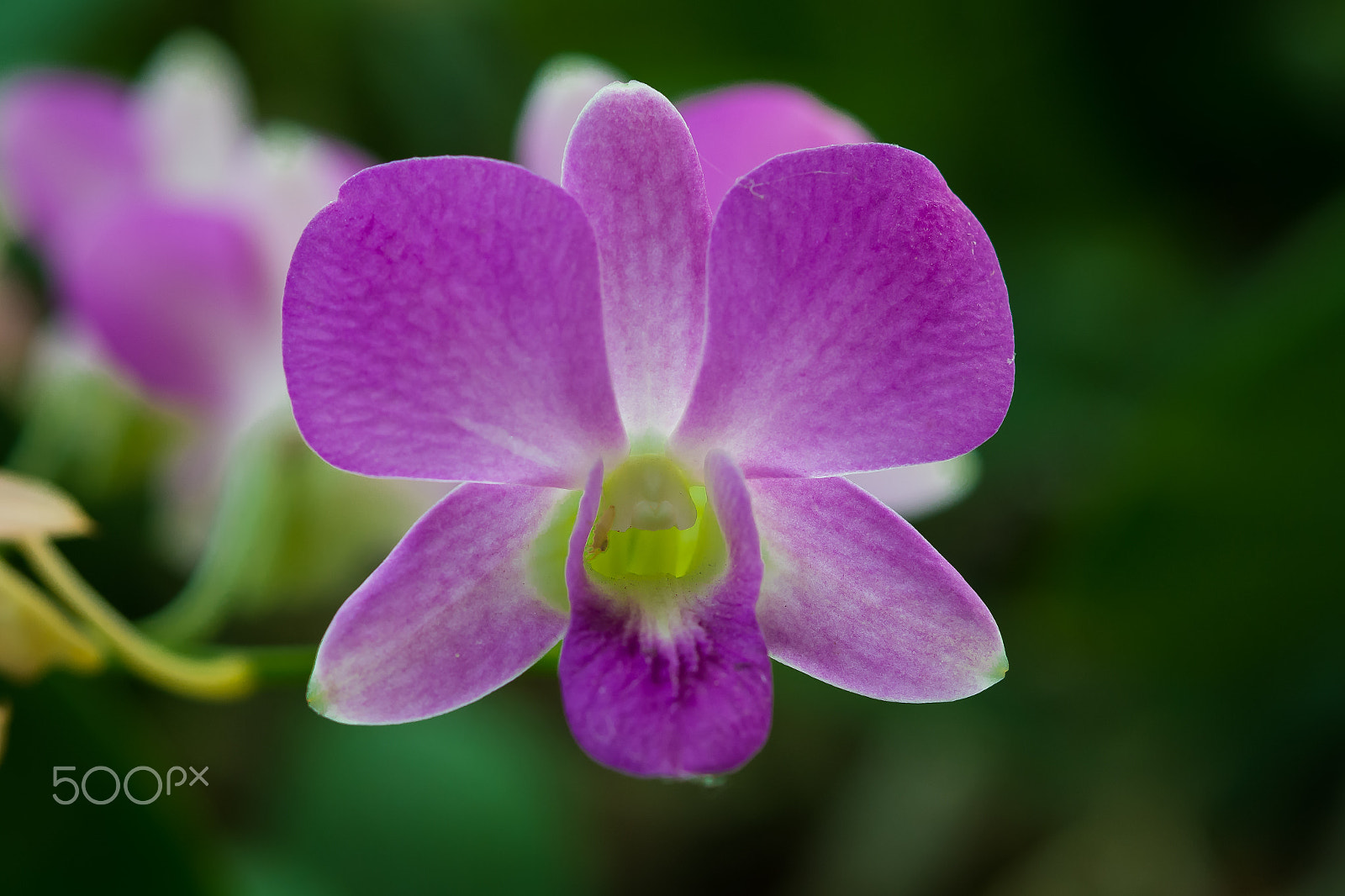 Nikon AF-S Micro-Nikkor 60mm F2.8G ED sample photo. Dsc_5205.jpg photography