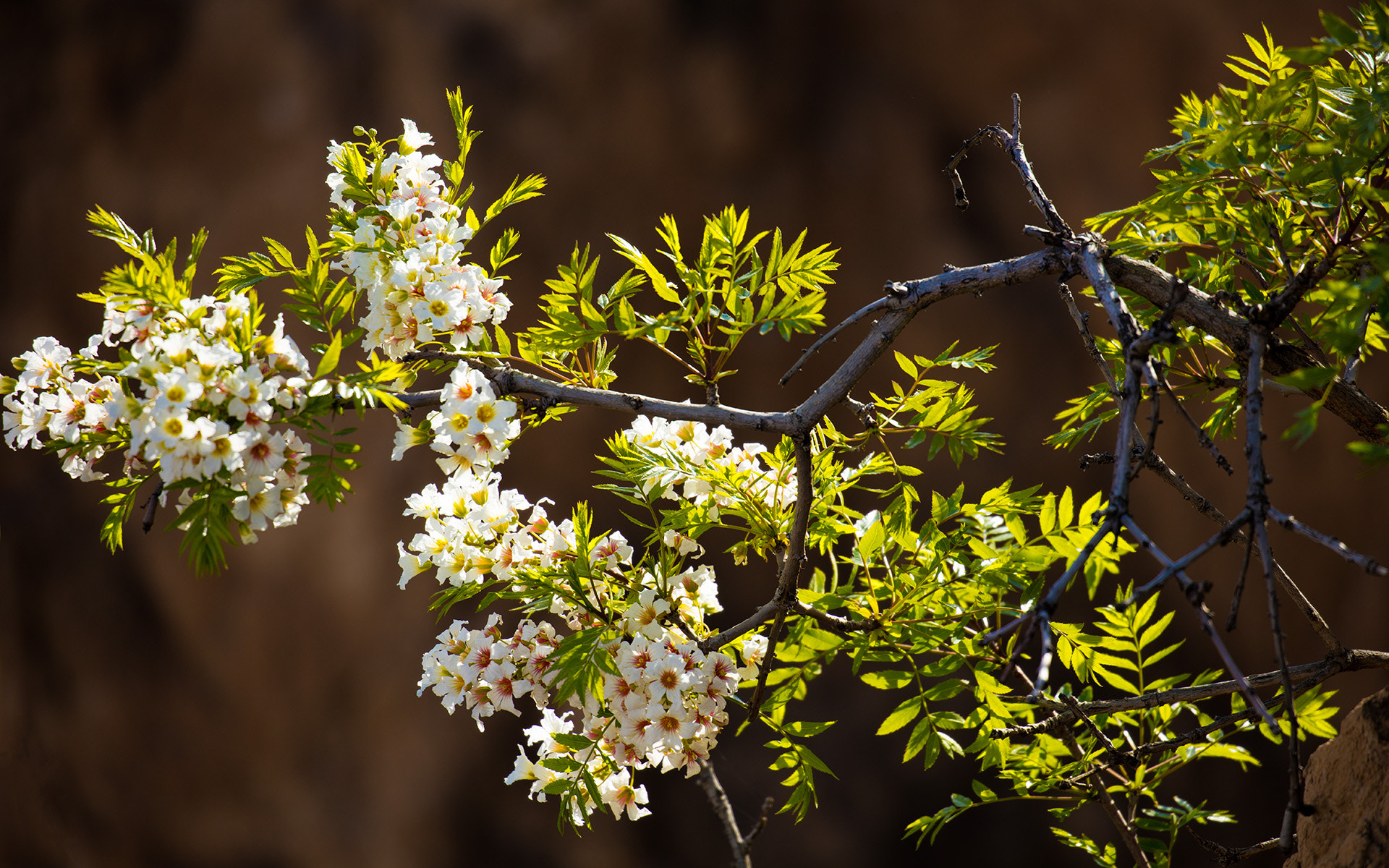 Canon EF 100-400mm F4.5-5.6L IS II USM sample photo. 野花 photography