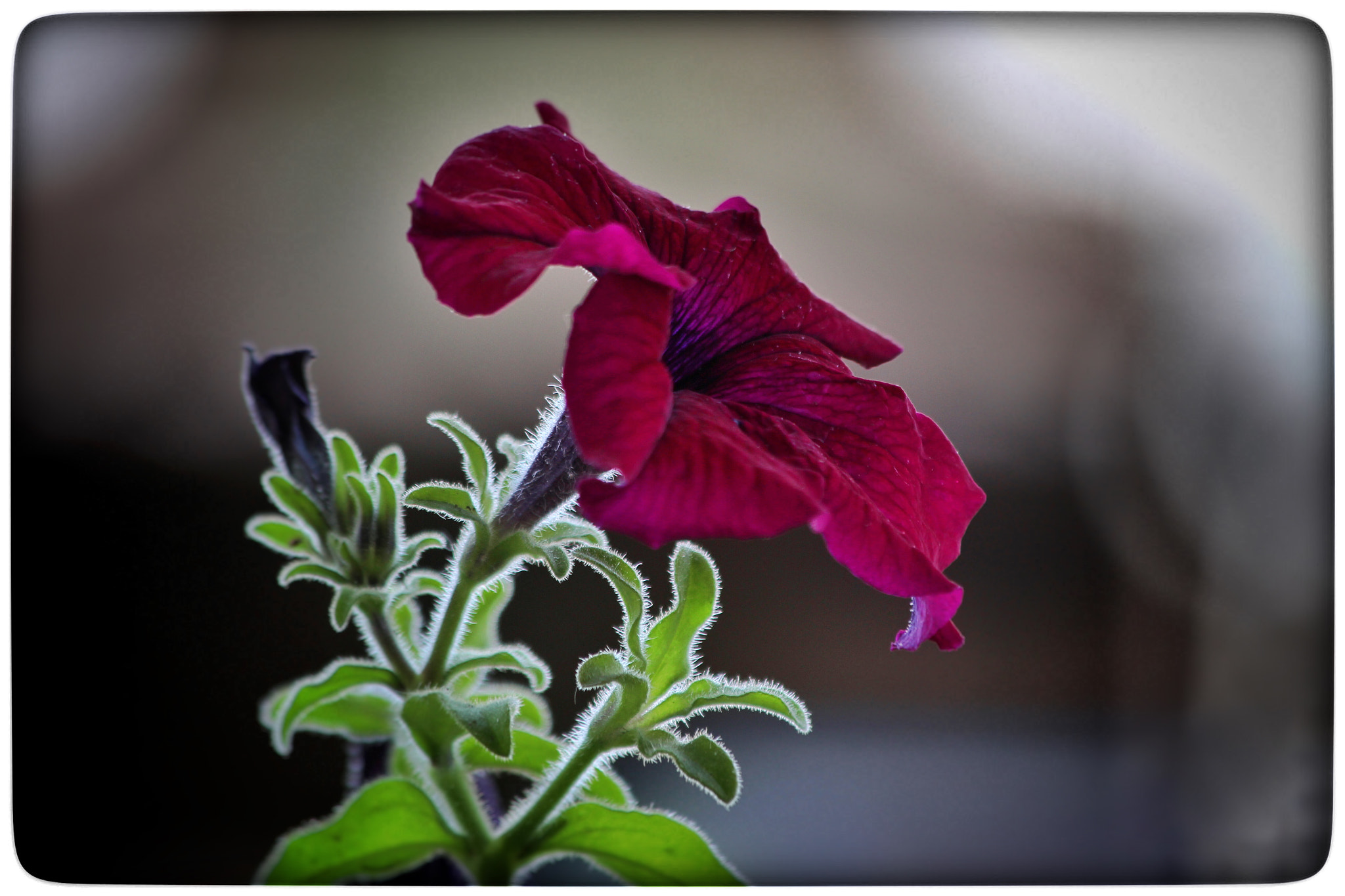 Canon EOS M + Canon EF 70-300mm F4-5.6 IS USM sample photo. Petunia 1 photography