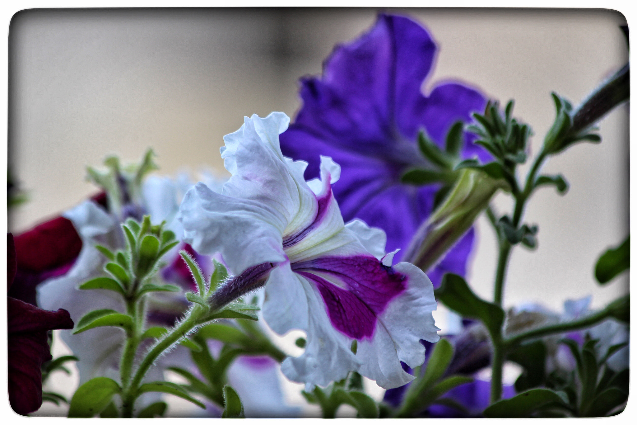 Canon EF 70-300mm F4-5.6 IS USM sample photo. Petunia 2 photography