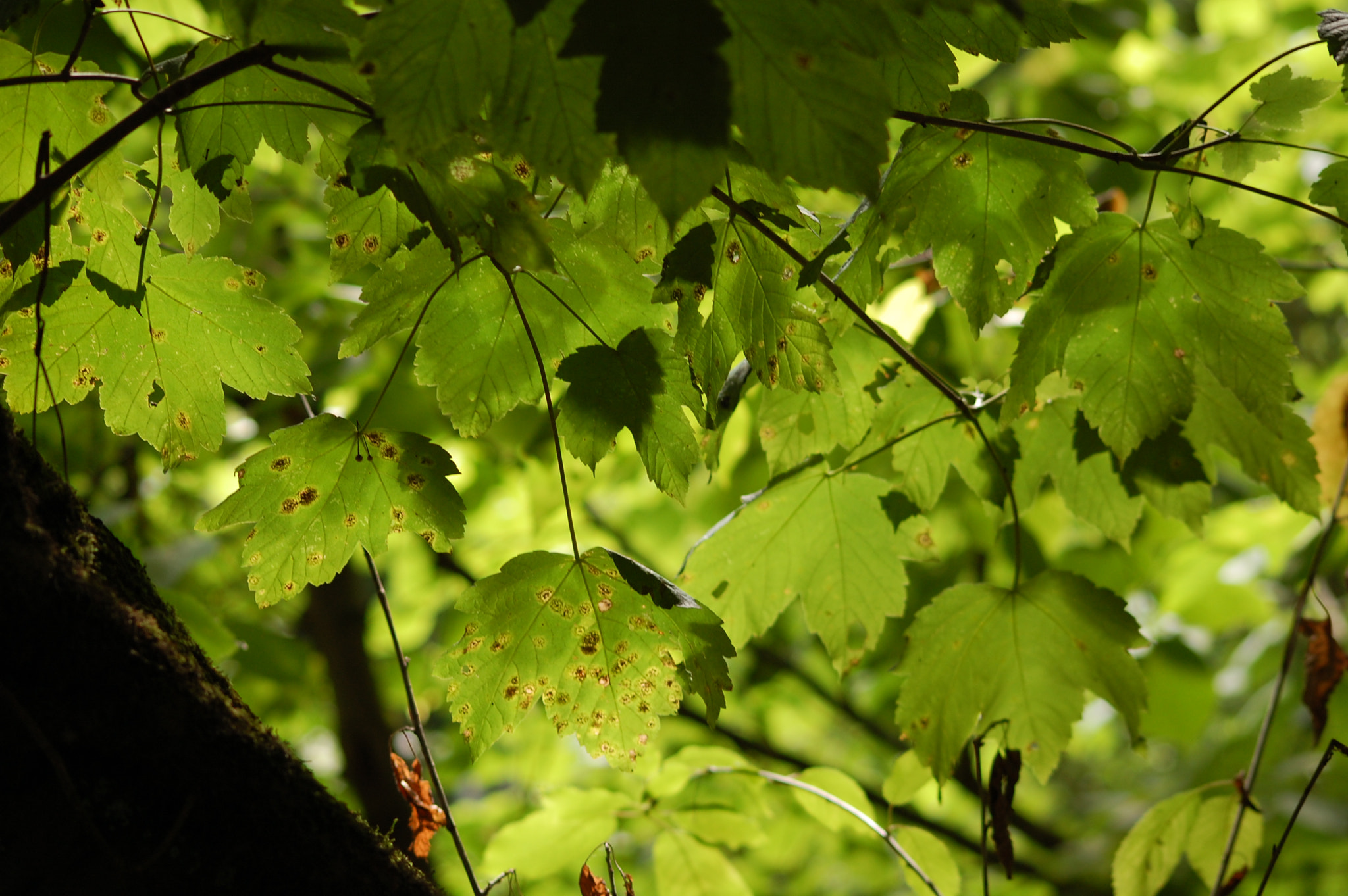 Sigma 70-300mm F4-5.6 APO DG Macro sample photo. In the forest photography