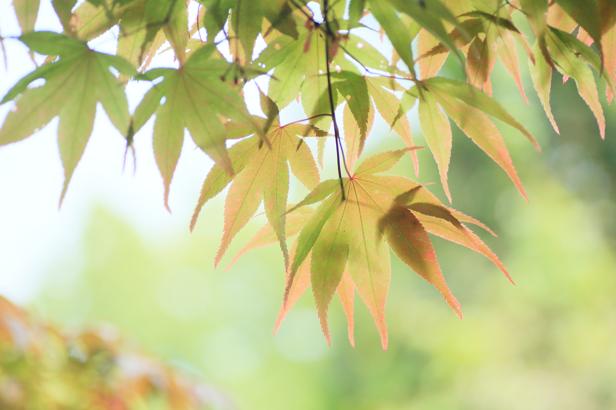Tamron SP AF 90mm F2.8 Di Macro sample photo. Pale photography