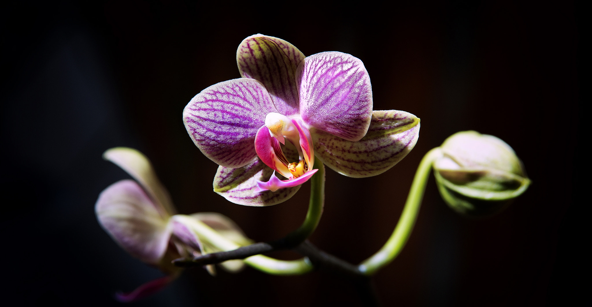 AF Zoom-Nikkor 28-105mm f/3.5-4.5D IF sample photo. Phalaenopsis purpura photography