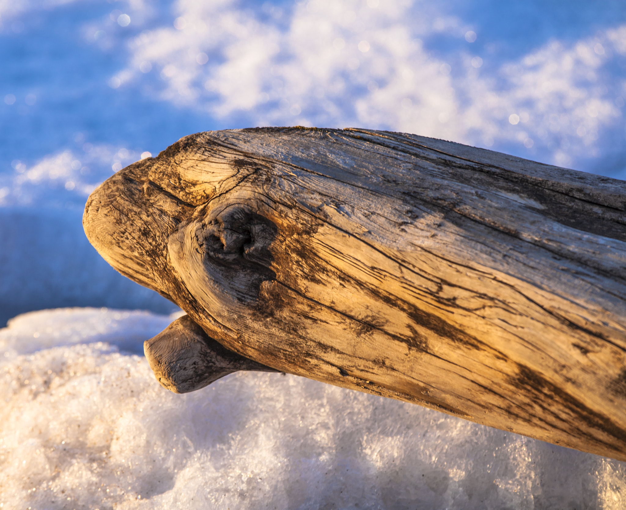 Canon EF 80-200mm f/2.8L sample photo. Looks like a snake photography