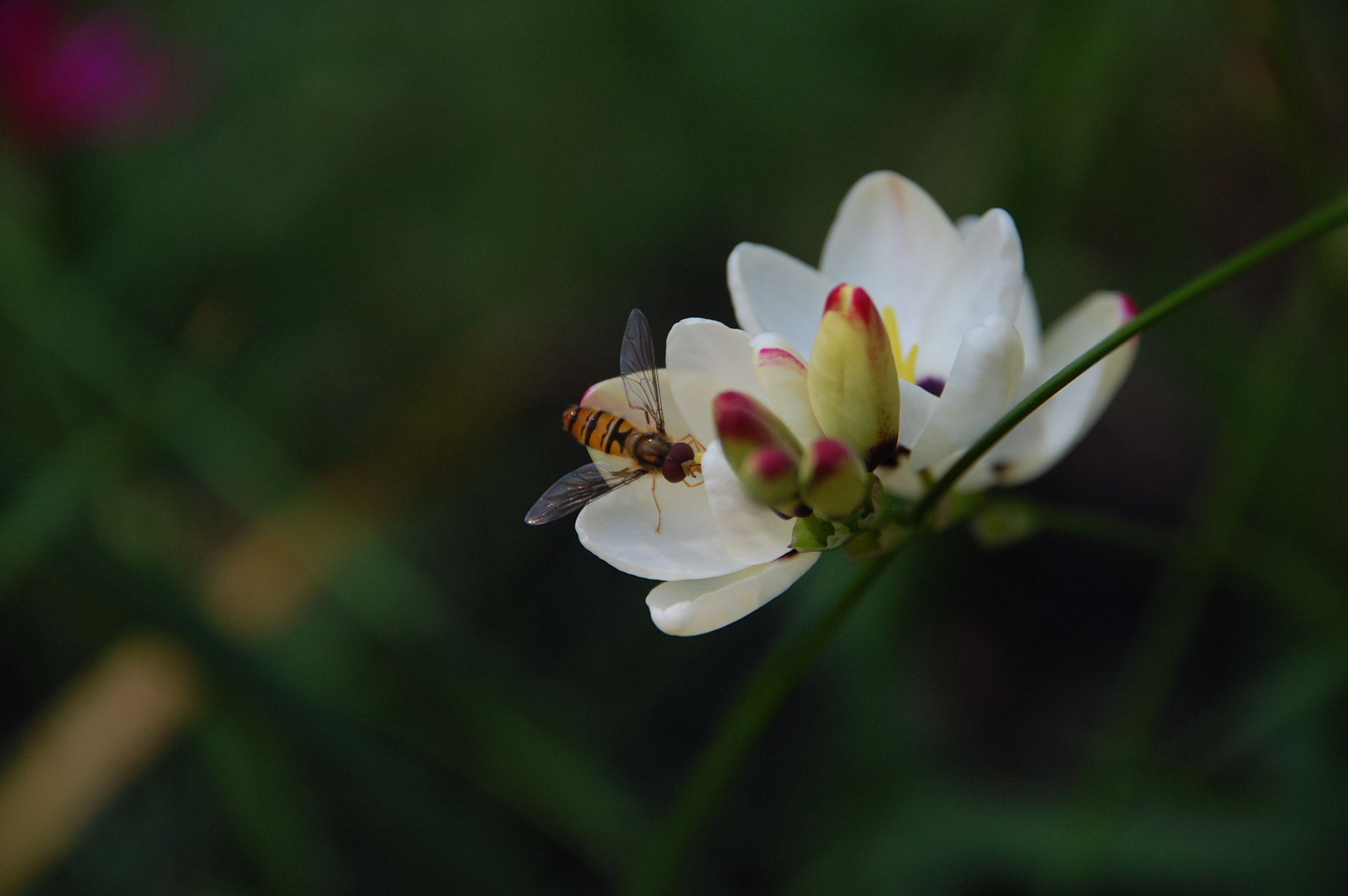 Nikon D40 + Sigma 18-200mm F3.5-6.3 DC sample photo. In the garden photography