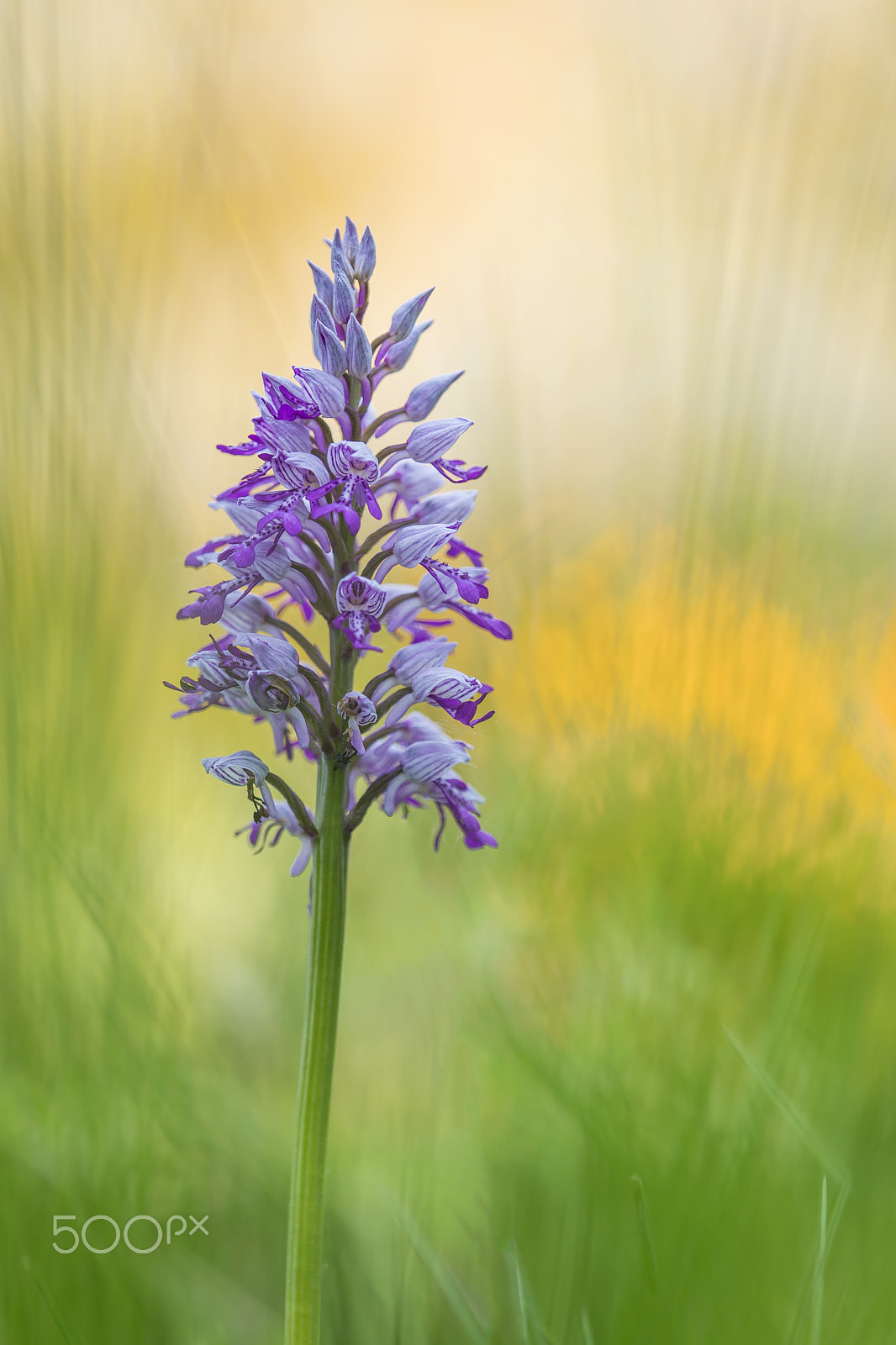 Sony a99 II + Tamron SP AF 180mm F3.5 Di LD (IF) Macro sample photo. Orchidea selvatica photography