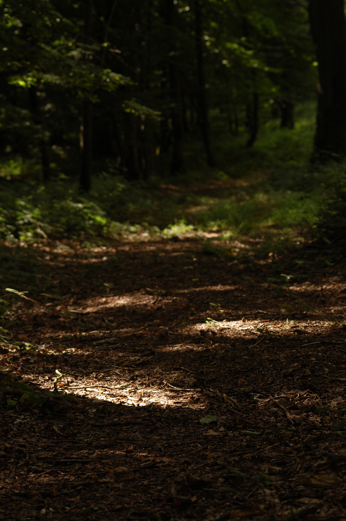 Sigma 70-300mm F4-5.6 APO DG Macro sample photo. Follow the way of light, or the way of dark. photography