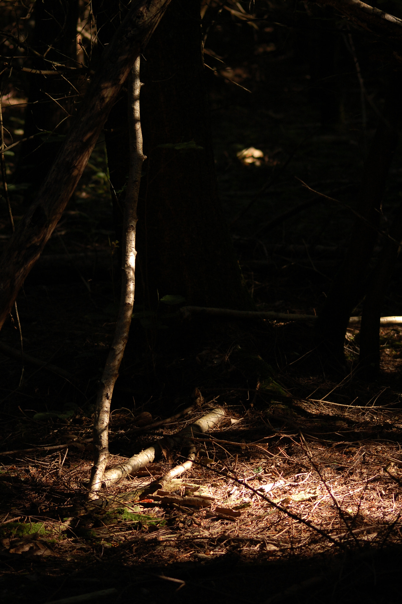 Sigma 70-300mm F4-5.6 APO DG Macro sample photo. Light in the tree photography