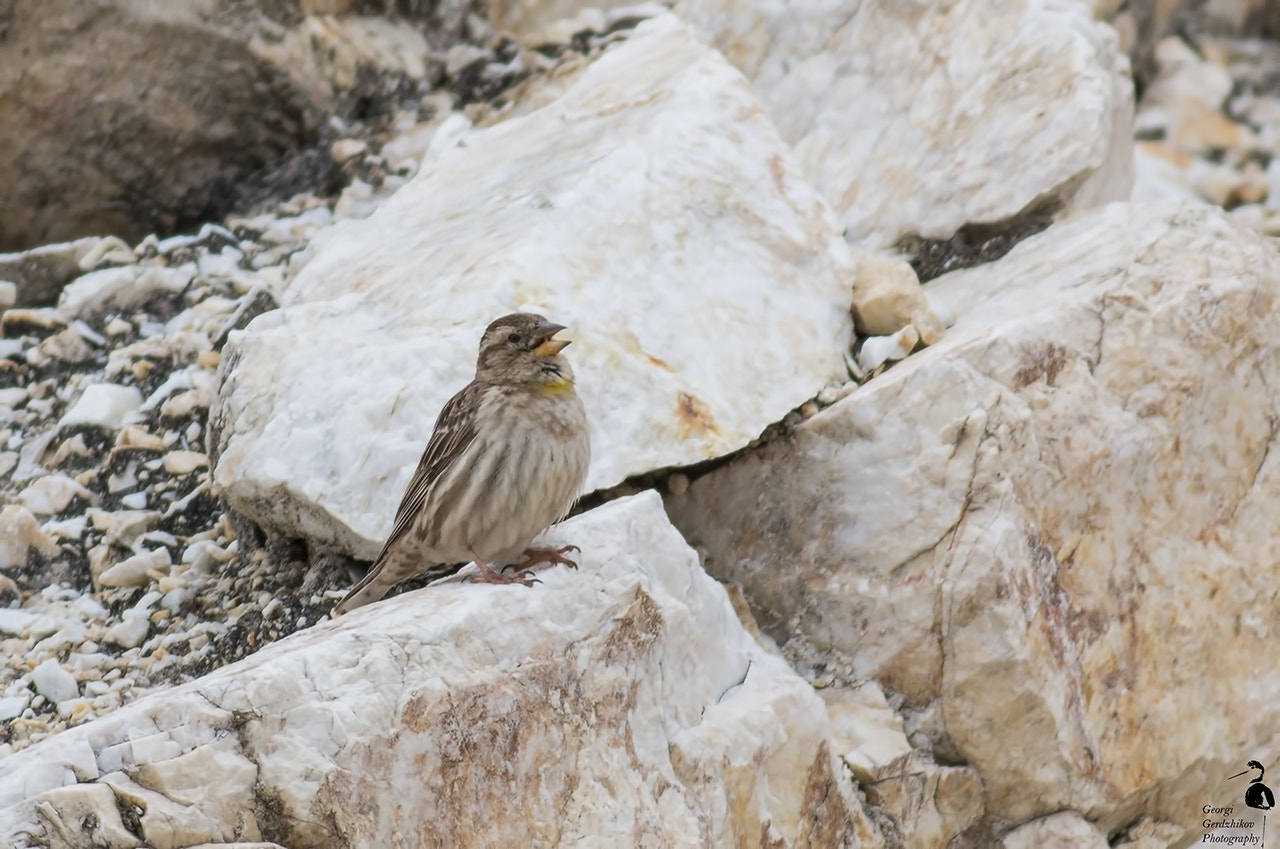 Canon EOS 70D + Canon EF 400mm F5.6L USM sample photo. Rock sparrow photography