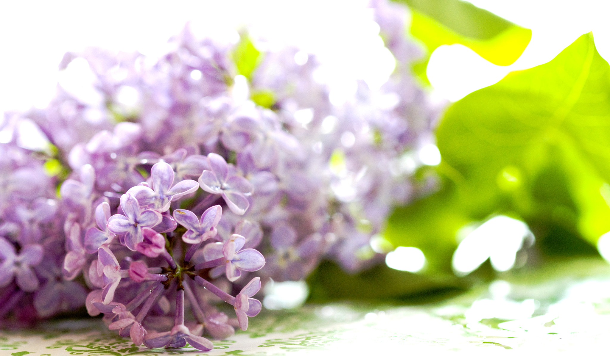 Canon EF 100mm F2.8 Macro USM sample photo. Spring bounty photography