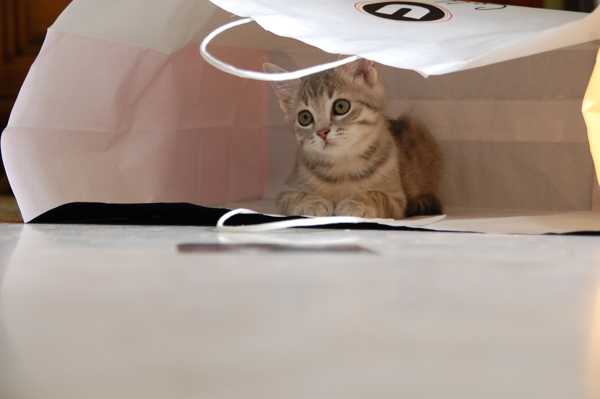 Nikon D40 + Sigma 18-200mm F3.5-6.3 DC sample photo. What are you doing in the bag ? photography
