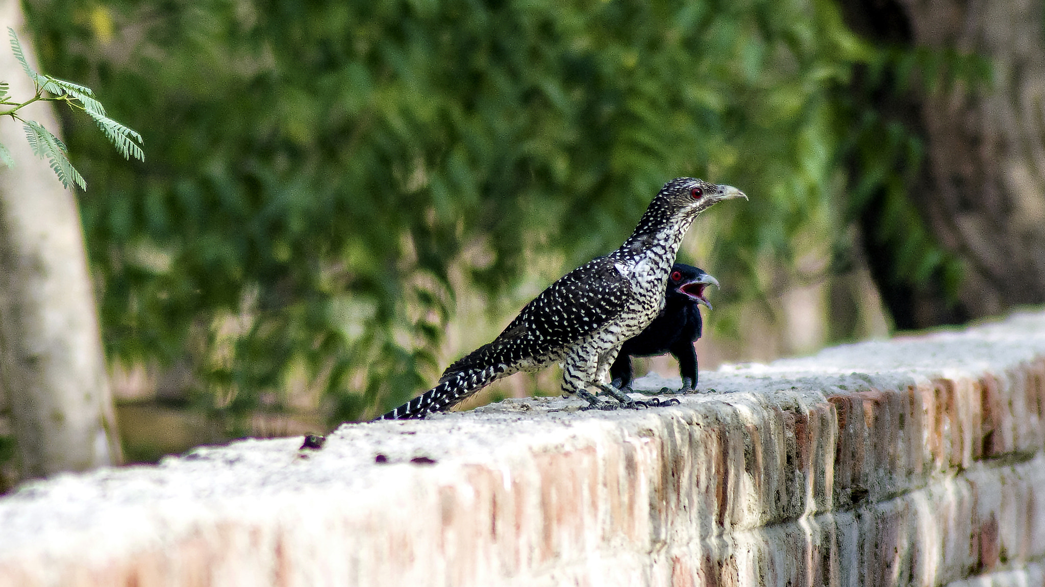 Pentax K-50 + Tamron AF 70-300mm F4-5.6 Di LD Macro sample photo. Cuckoo - the koel photography