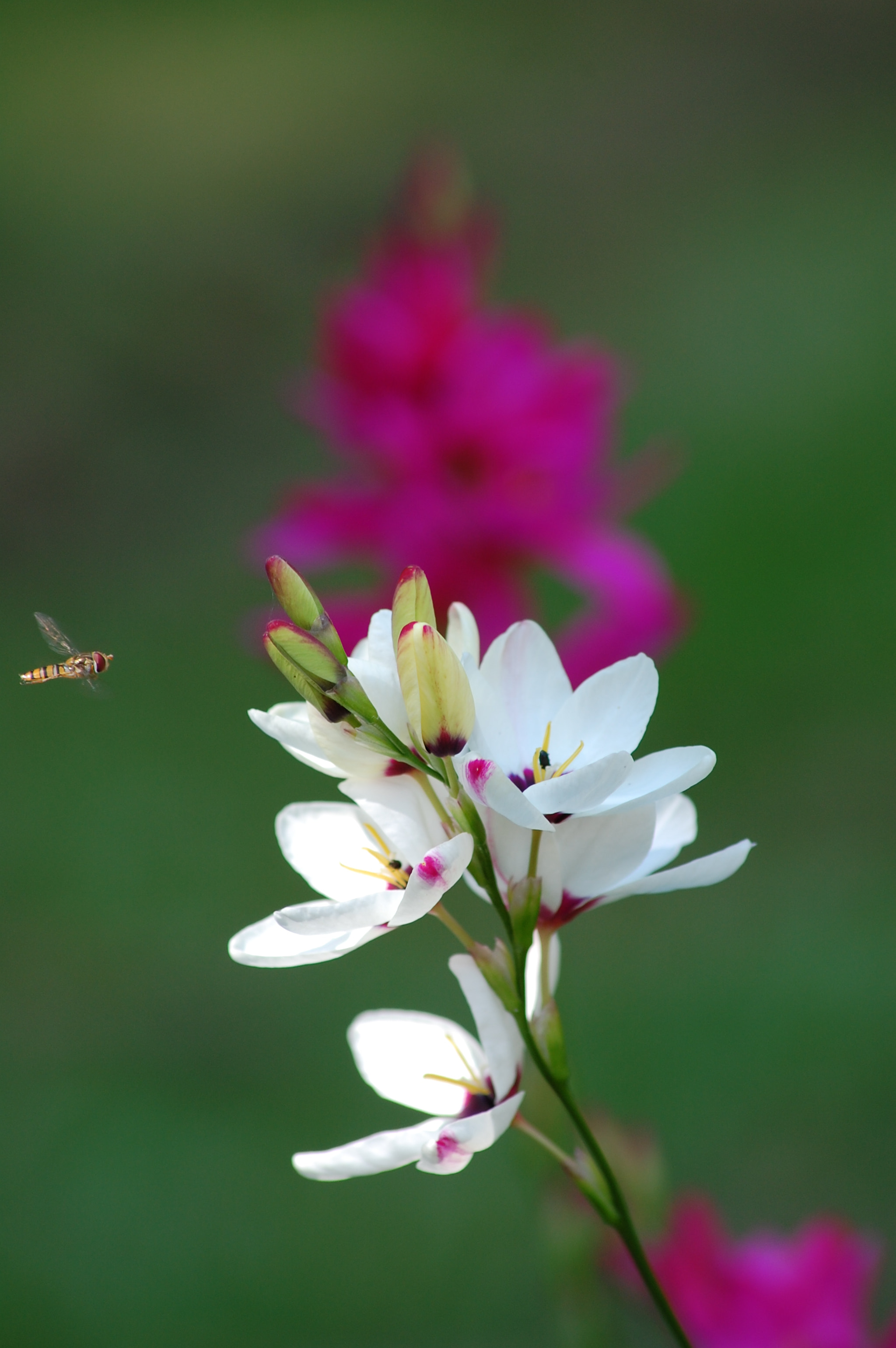 Sigma 70-300mm F4-5.6 APO DG Macro sample photo. Go to eat ! photography
