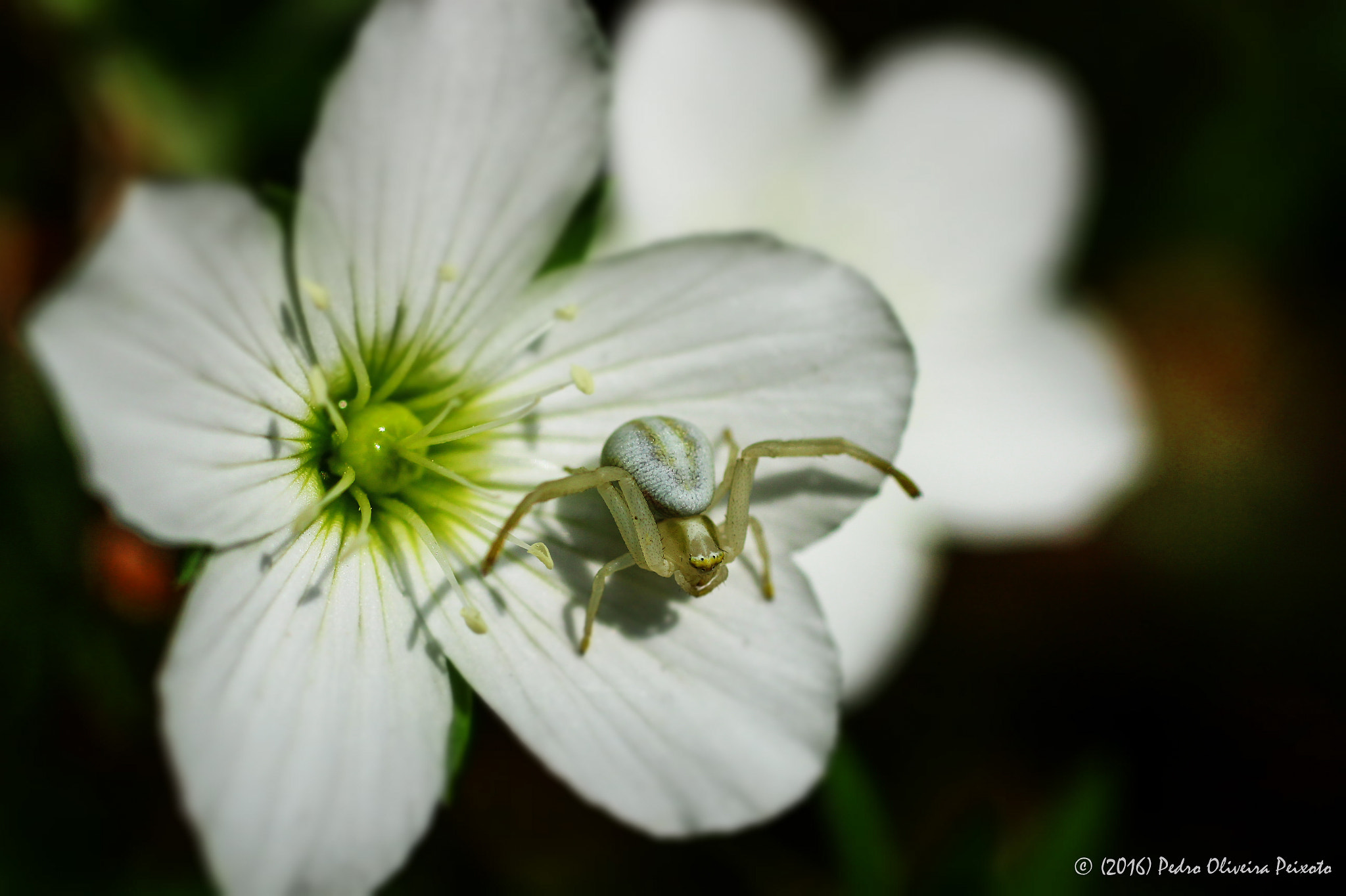 Canon EOS 600D (Rebel EOS T3i / EOS Kiss X5) + Sigma 50mm f/2.8 EX sample photo. "camouflage" photography