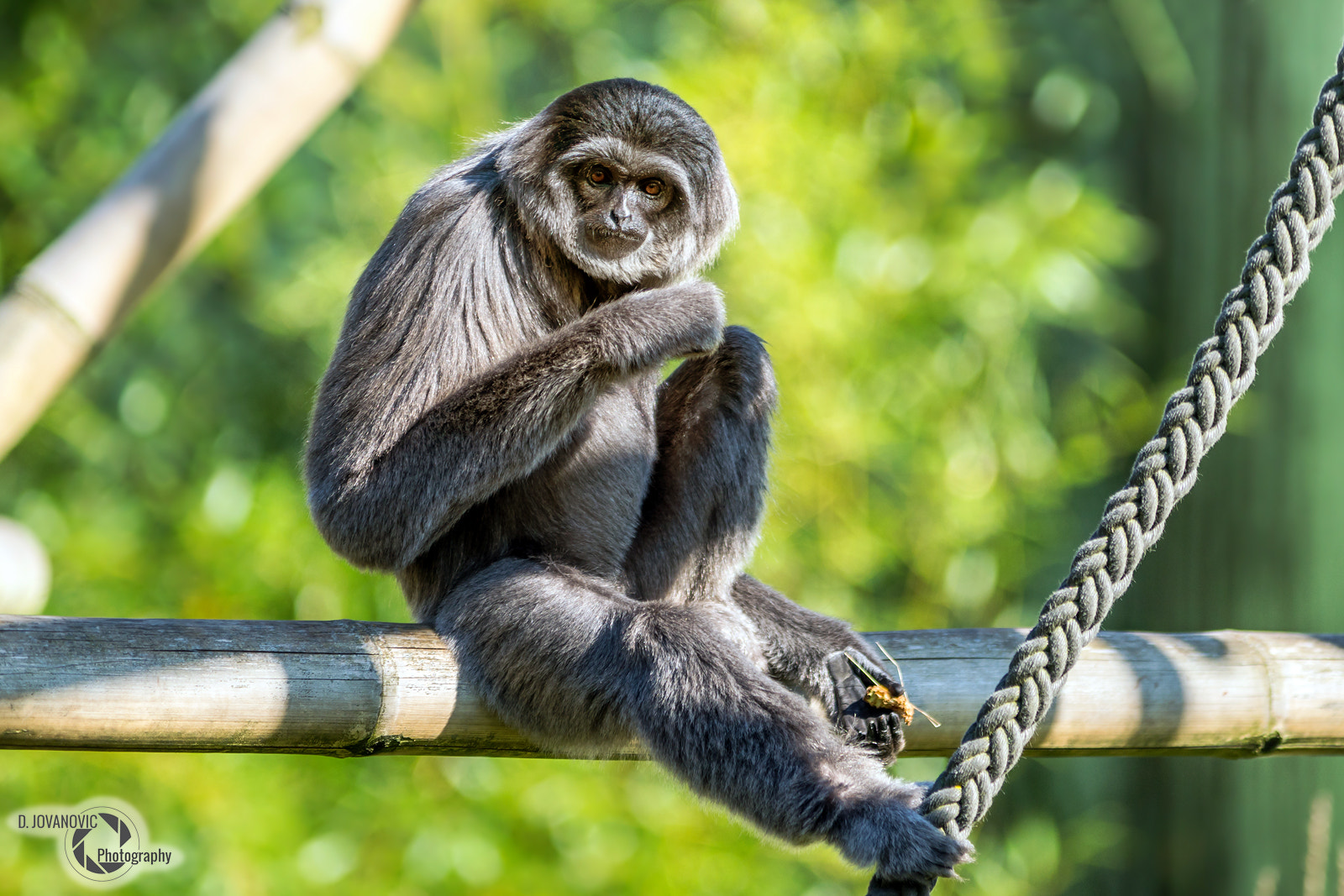 Minolta/Sony AF 70-200mm F2.8 G sample photo. Silver gibbon photography