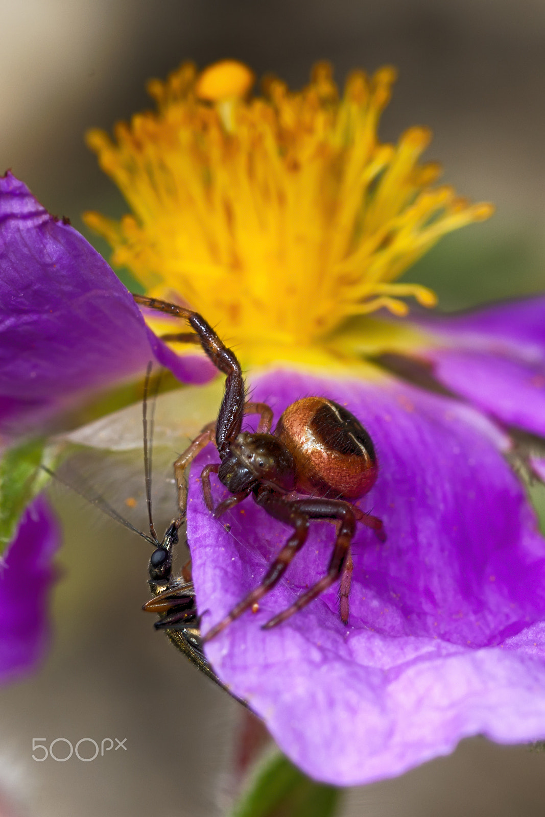 Nikon D800E + Nikon AF Micro-Nikkor 60mm F2.8D sample photo. Hunting and hunters on flowers photography