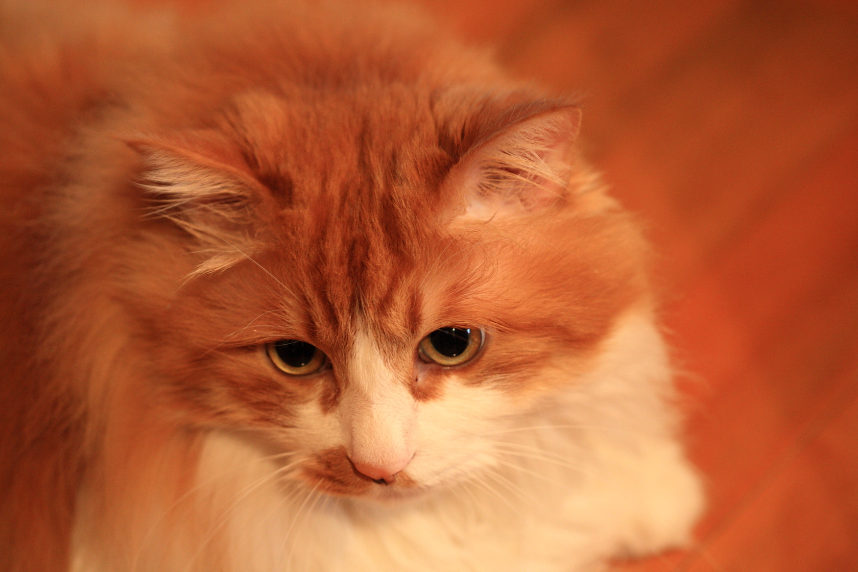 Canon EF 100mm F2.8 Macro USM sample photo. Pet cat photography