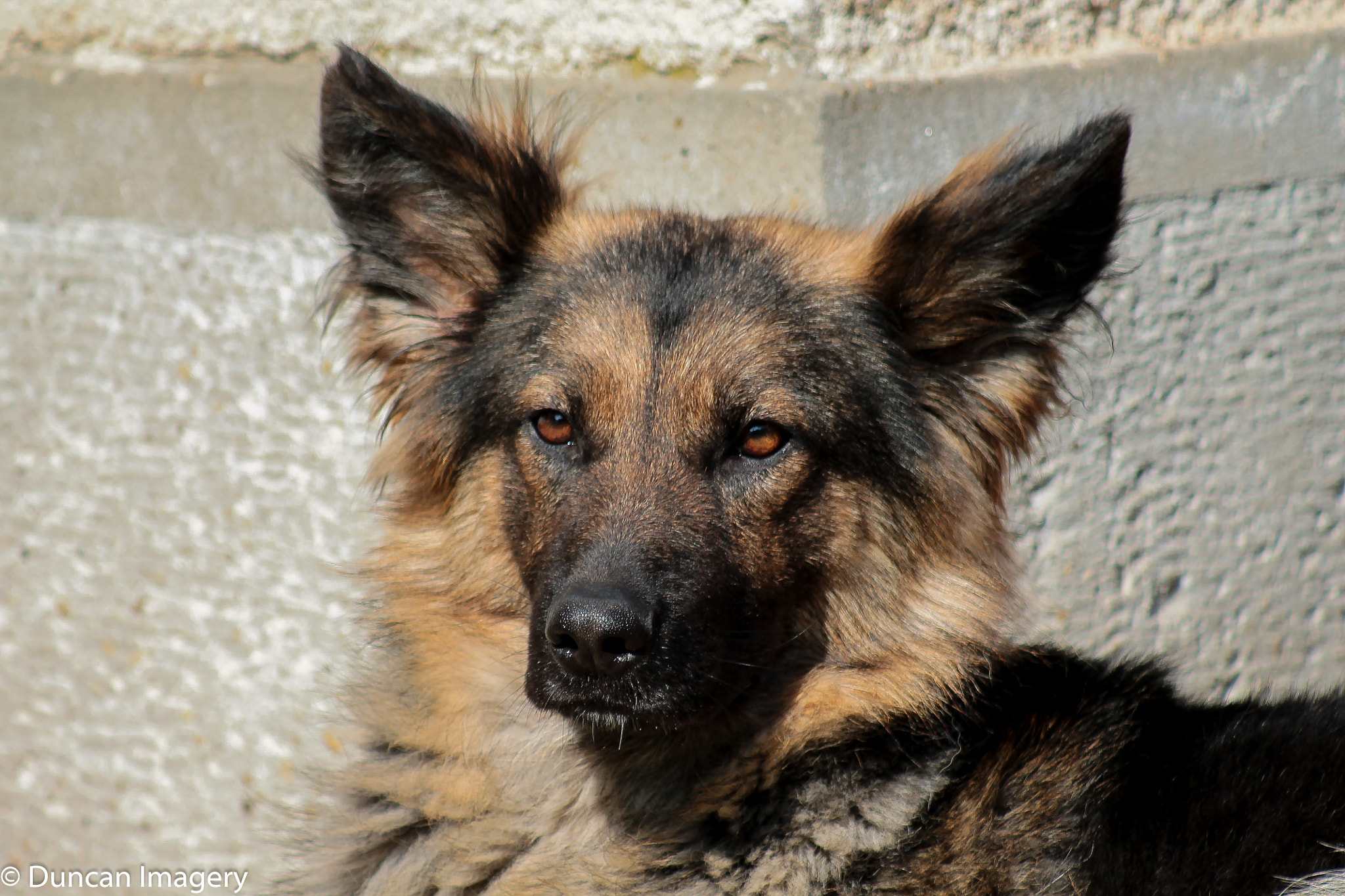 Canon EOS 1100D (EOS Rebel T3 / EOS Kiss X50) + Canon EF 80-200mm F4.5-5.6 II sample photo. Bat eared wonder :-) photography