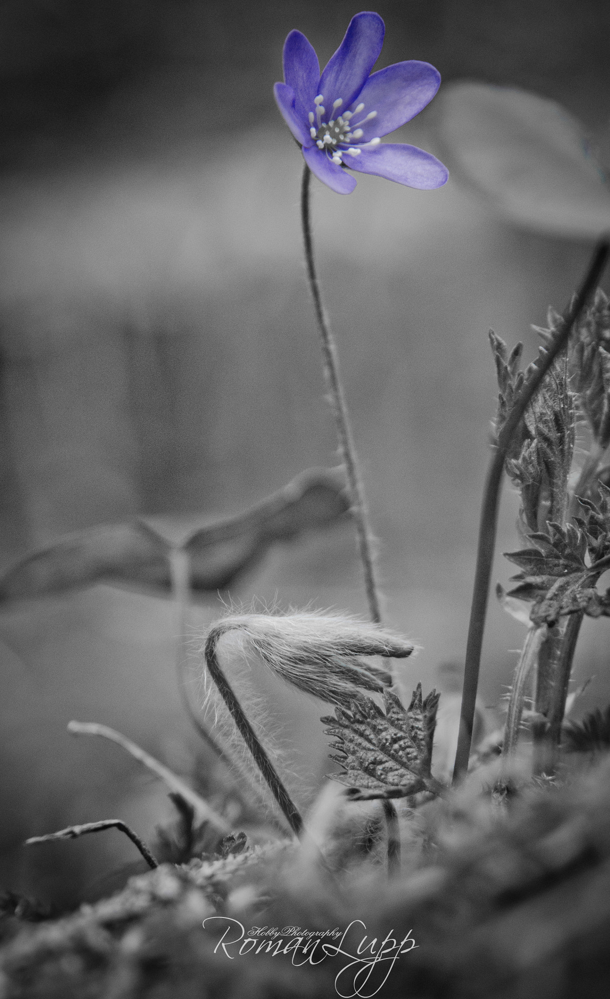 Sigma 17-70mm F2.8-4.5 DC Macro Asp. IF sample photo. МАКРОМИР photography