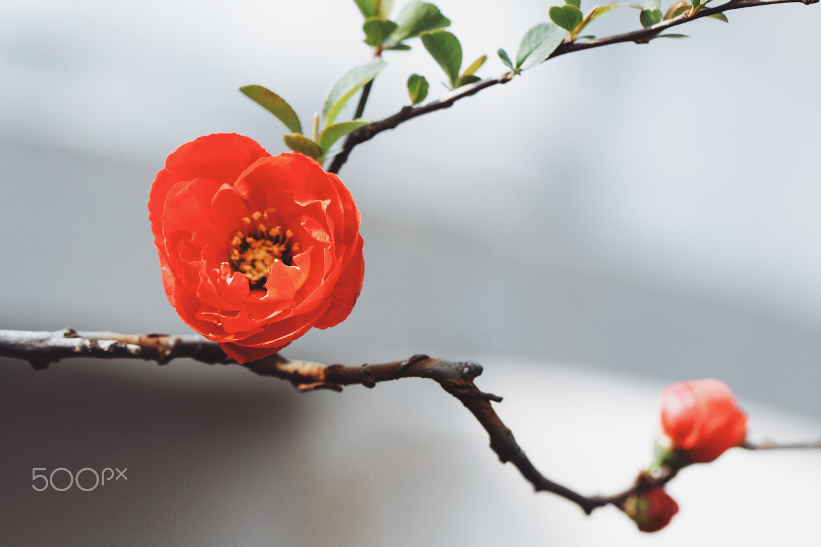 Canon EF 100mm F2.8L Macro IS USM sample photo. 海棠 photography