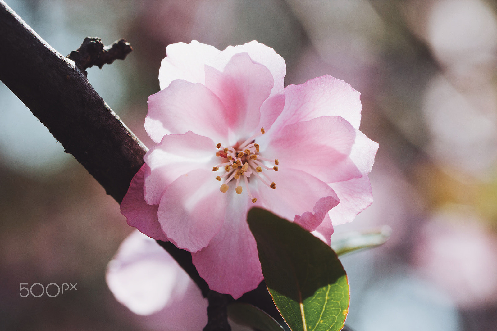 Canon EF 100mm F2.8L Macro IS USM sample photo. 海棠 photography