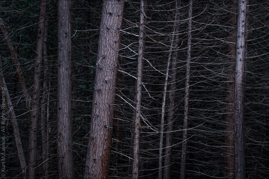 Canon EF-S 10-22mm F3.5-4.5 USM sample photo. The impenetrable woods photography