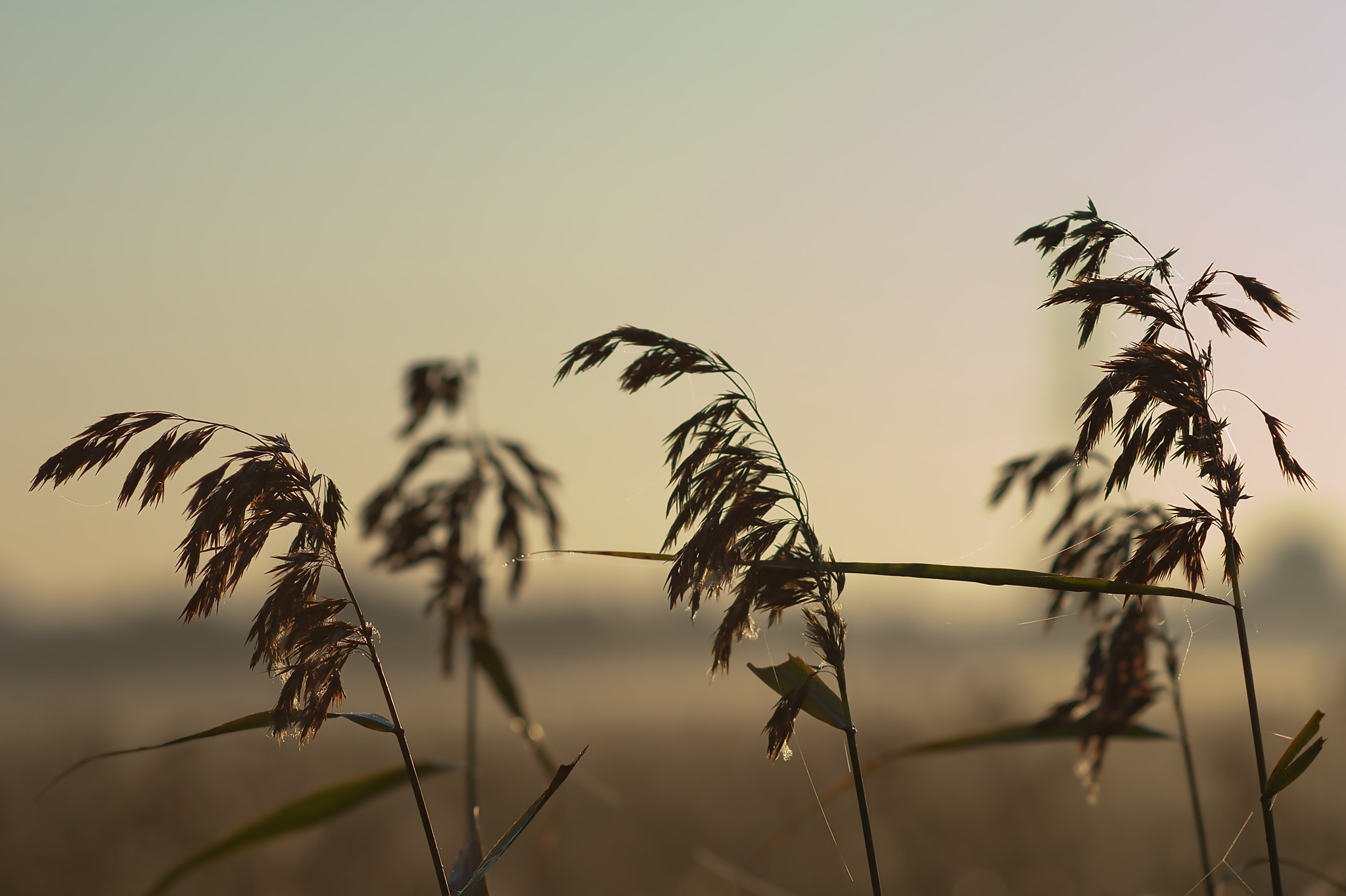 Nikon AF Nikkor 105mm F2D DC sample photo. Grass photography