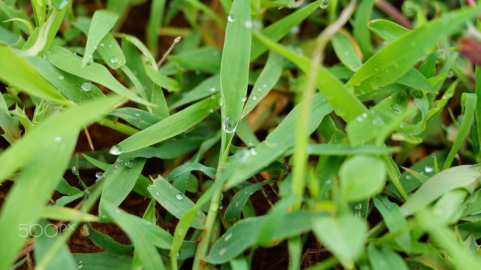 Sony SLT-A57 sample photo. Morning dew on grass.jpg photography