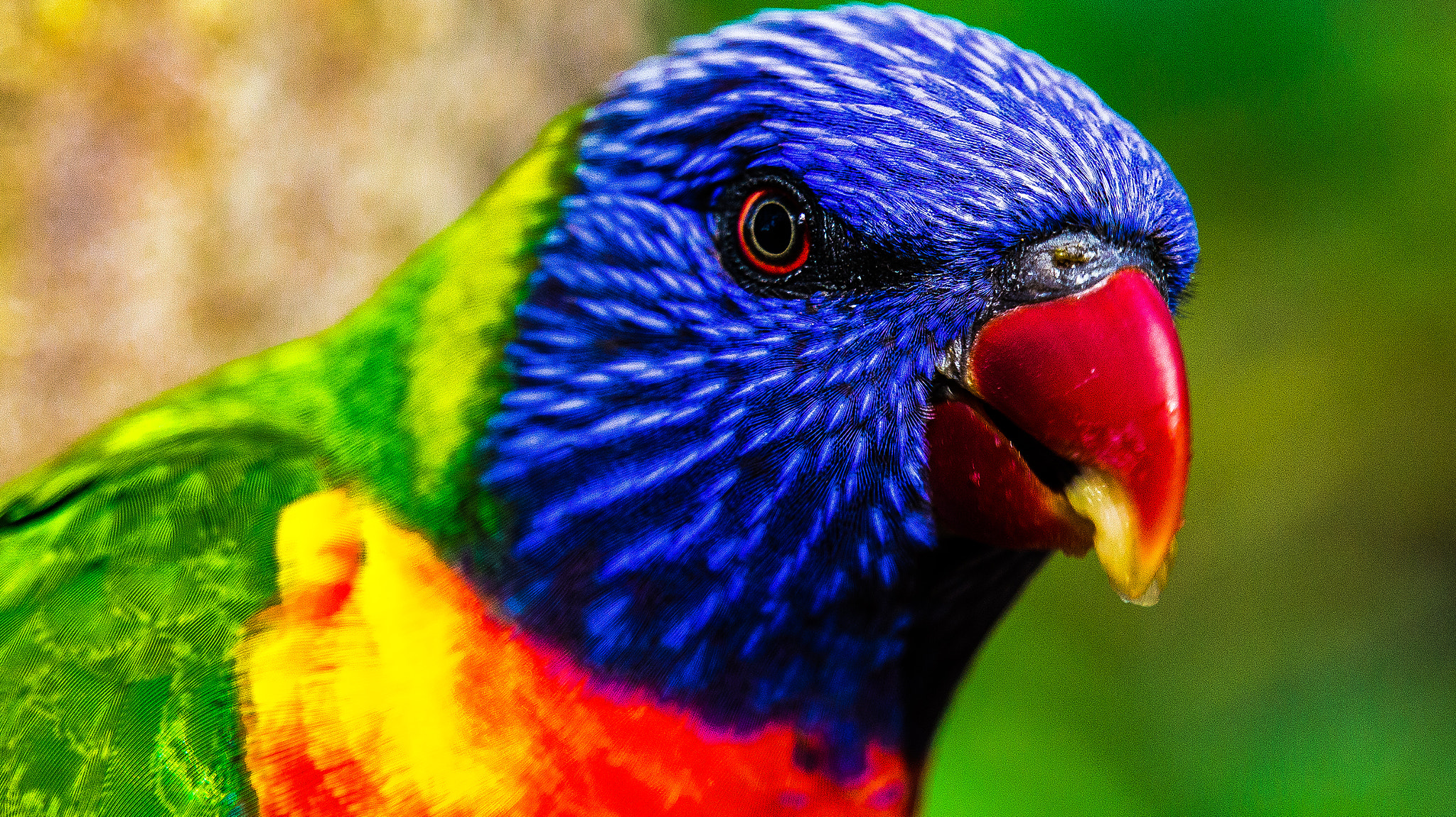 Sony E 18-200mm F3.5-6.3 OSS sample photo. Bird's amazing colours photography