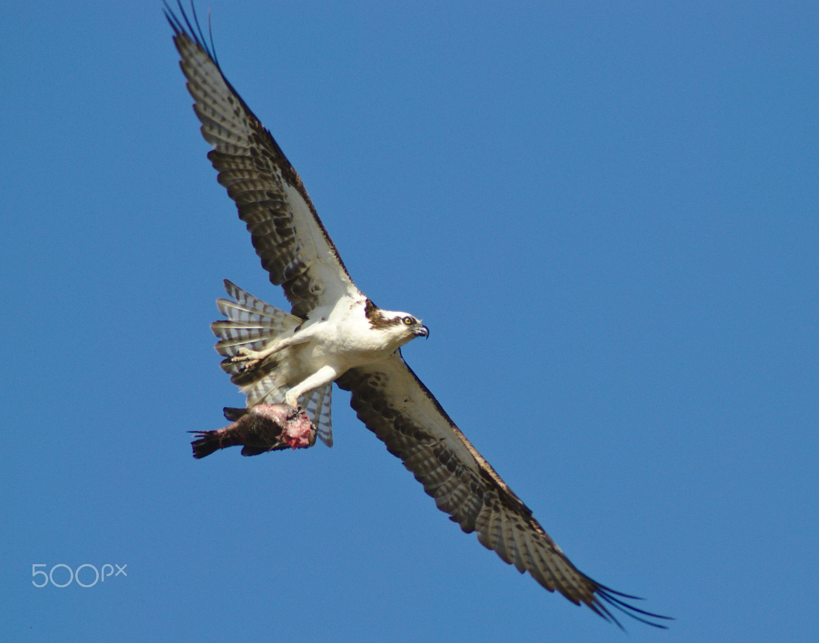 Nikon AF Nikkor 70-300mm F4-5.6G sample photo. Delivering photography