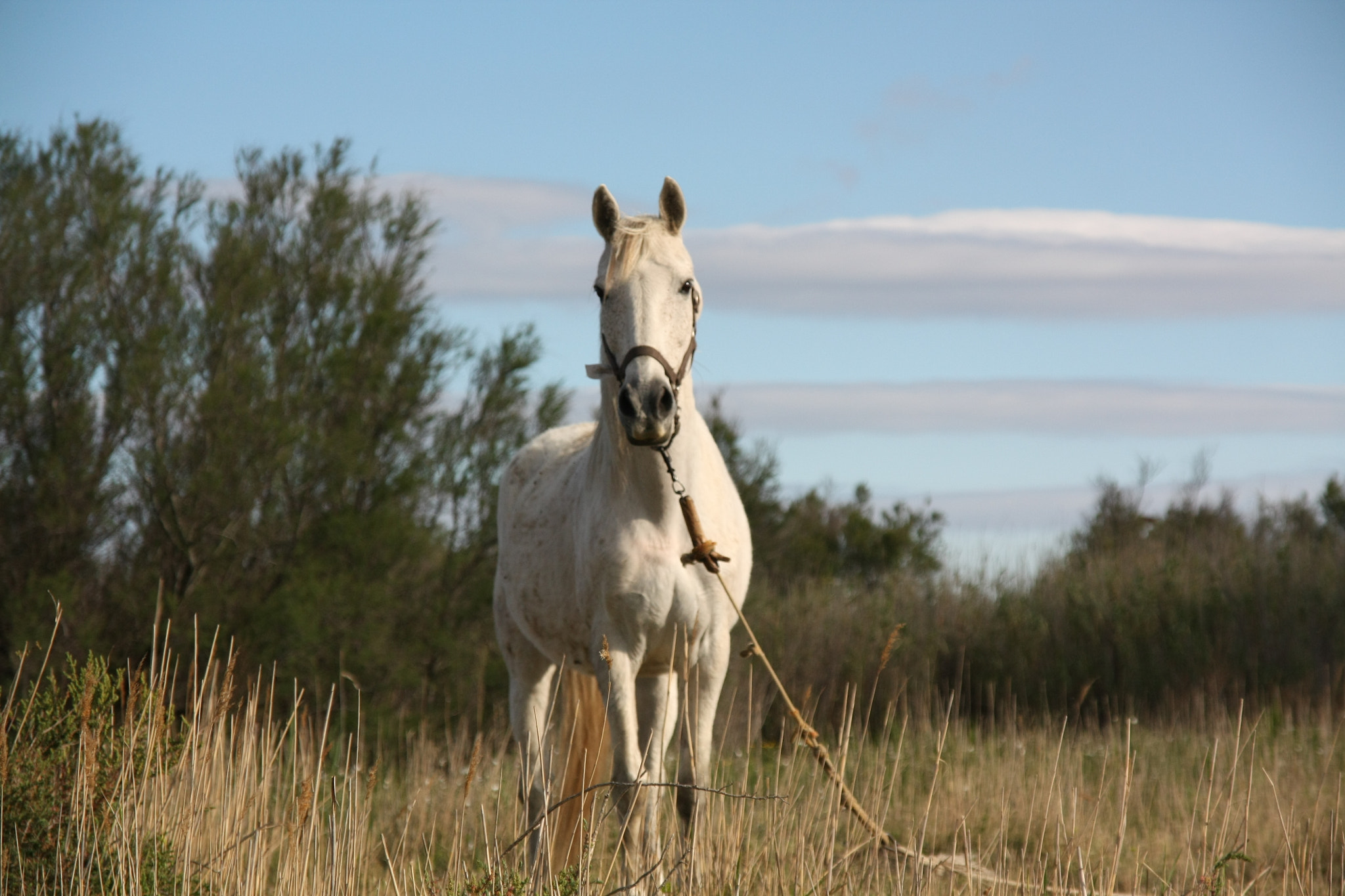 Sigma 17-70mm F2.8-4 DC Macro OS HSM sample photo. White horse photography