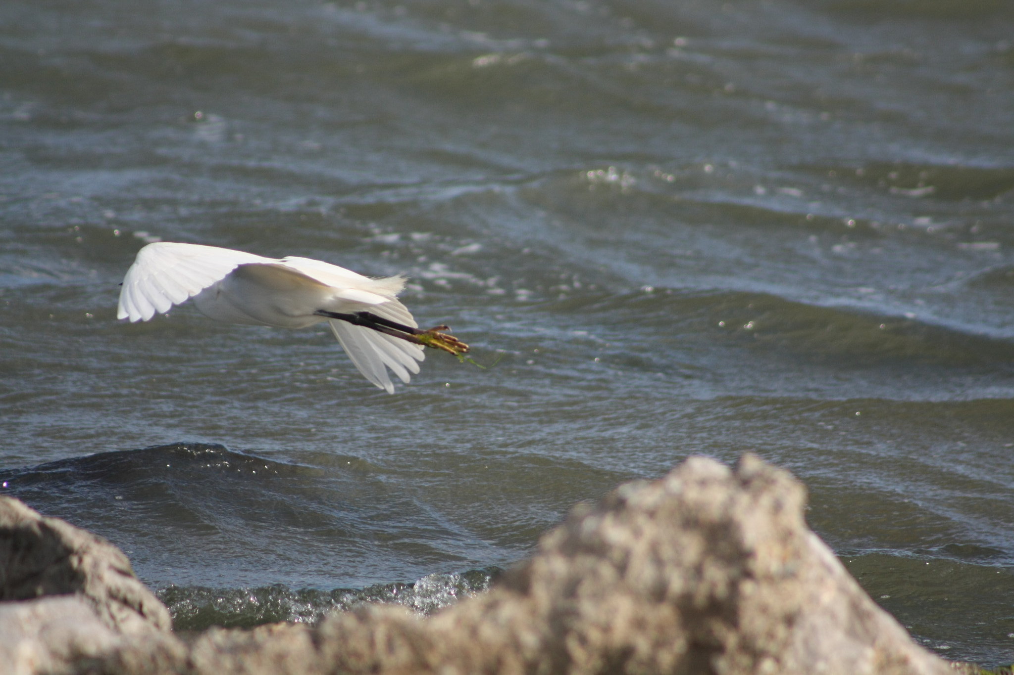 Canon EOS 450D (EOS Rebel XSi / EOS Kiss X2) sample photo. Mouette photography