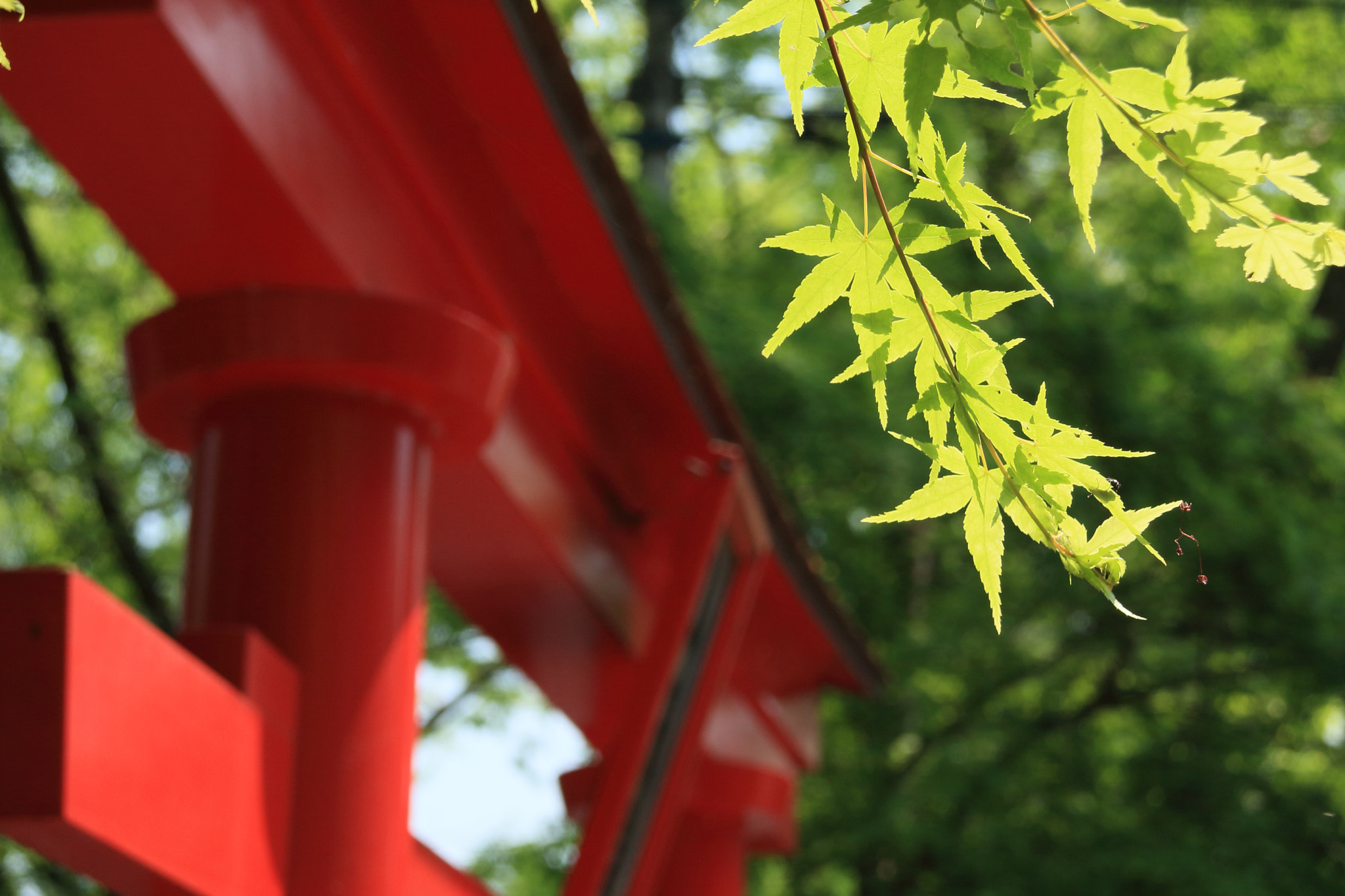 Canon EOS-1D Mark III + Canon EF 28-80mm f/3.5-5.6 USM sample photo. Torii and maple leaves photography
