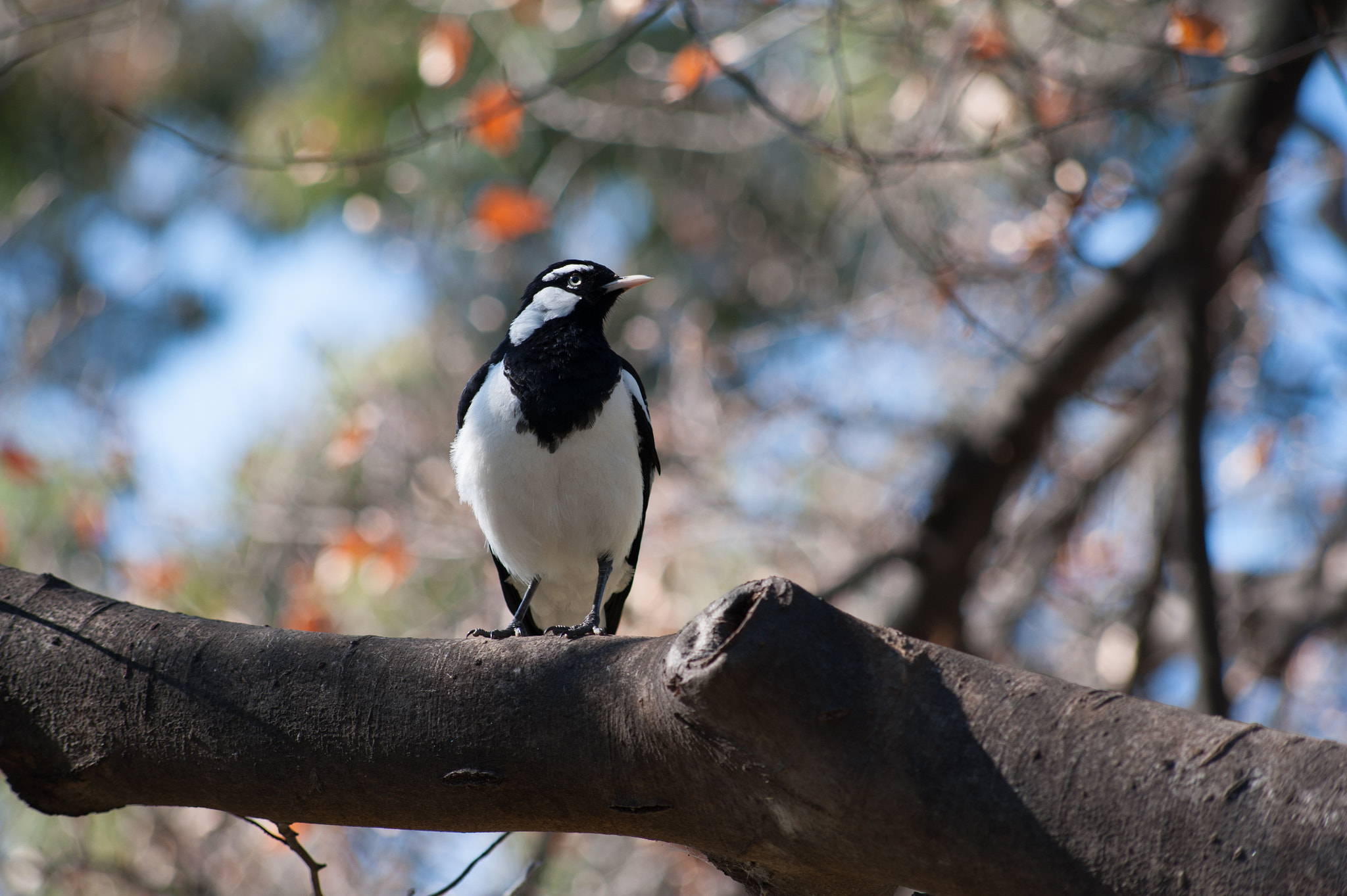 Nikon D700 + AF Nikkor 70-210mm f/4-5.6 sample photo. Cute bird photography