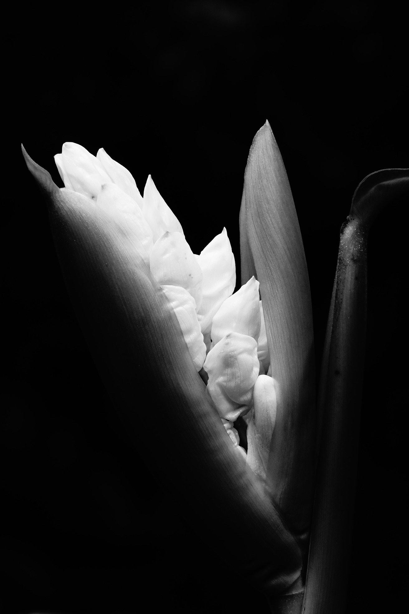 Sony Cyber-shot DSC-RX10 II + Sony 24-200mm F2.8 sample photo. Flower waiting to blossom photography