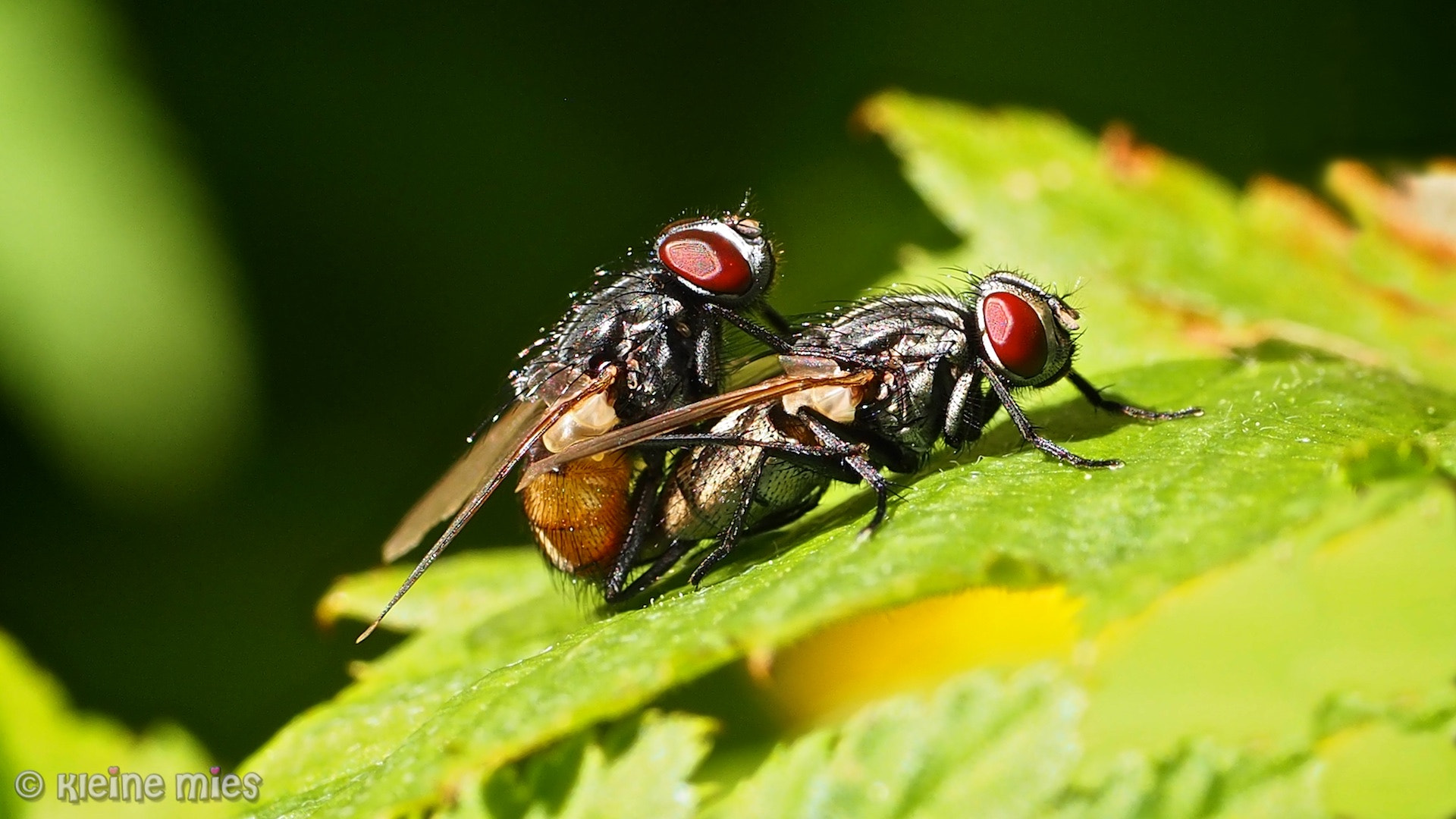 Panasonic Leica DG Macro-Elmarit 45mm F2.8 ASPH OIS sample photo. Love is in the air photography