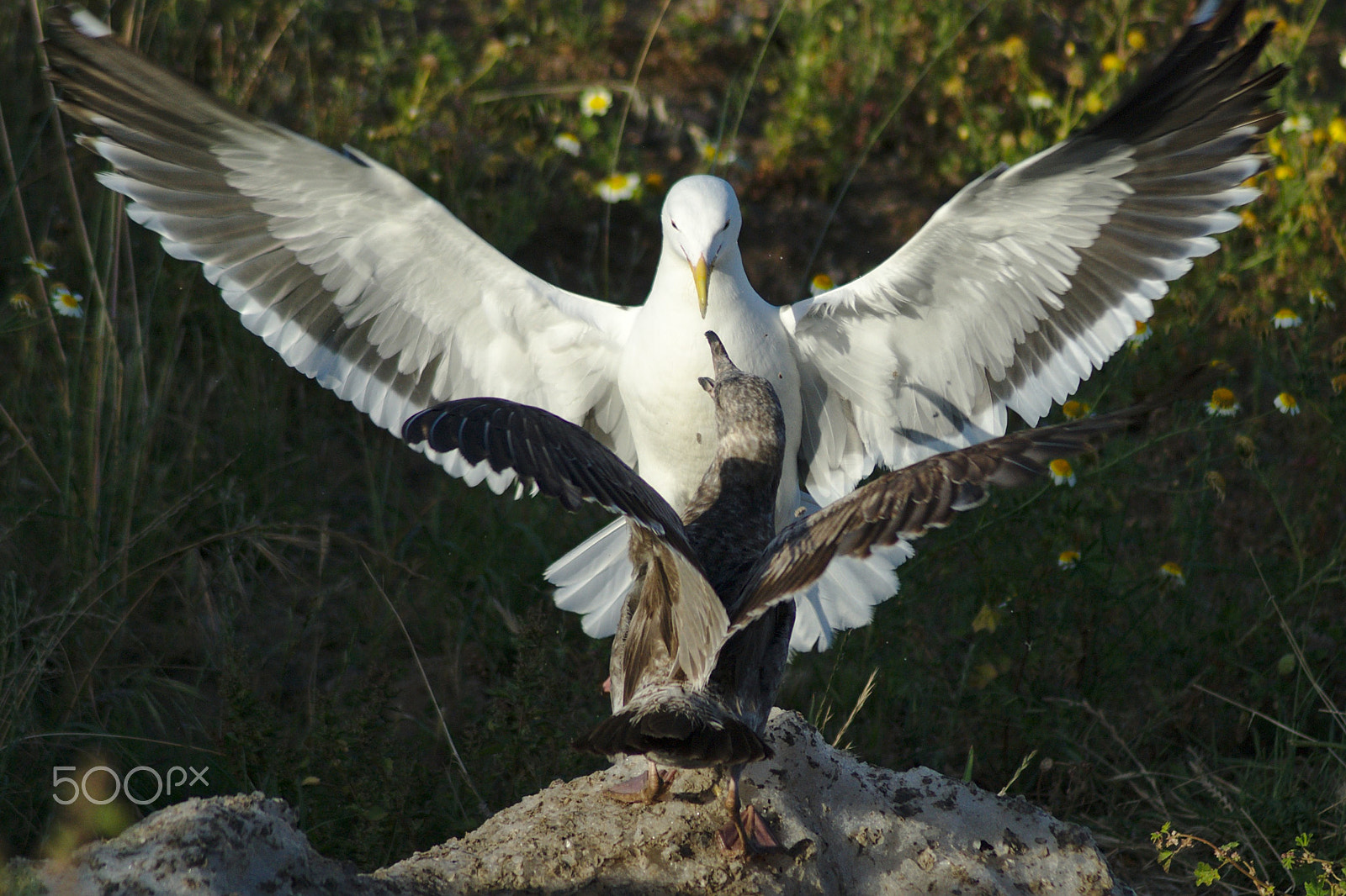 Nikon AF Nikkor 70-300mm F4-5.6G sample photo. Domination photography