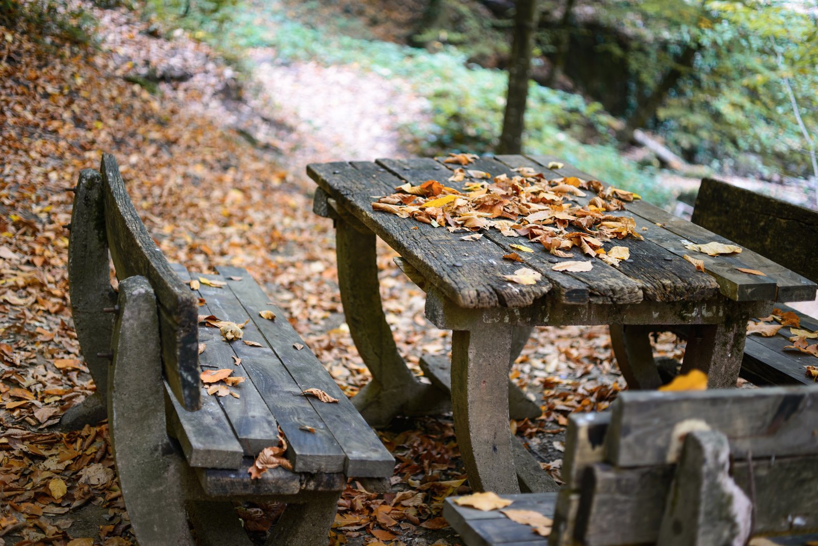 ZEISS Makro-Planar T* 50mm F2 sample photo. Autumn photography