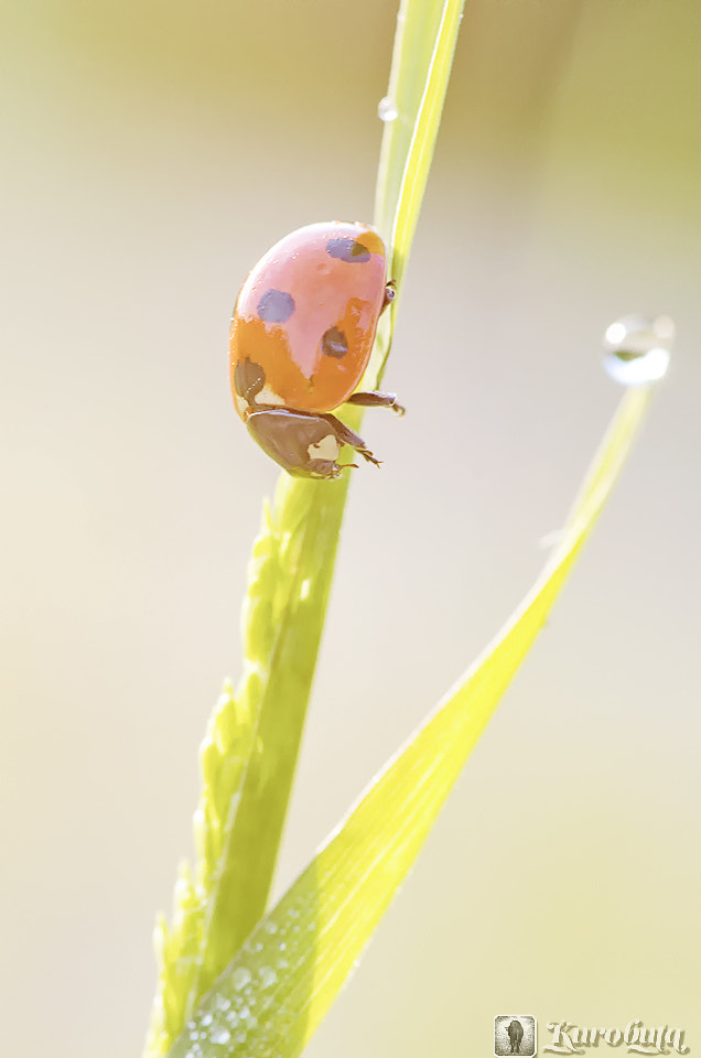 Pentax smc D-FA 100mm F2.8 Macro WR sample photo. Sleeping still photography