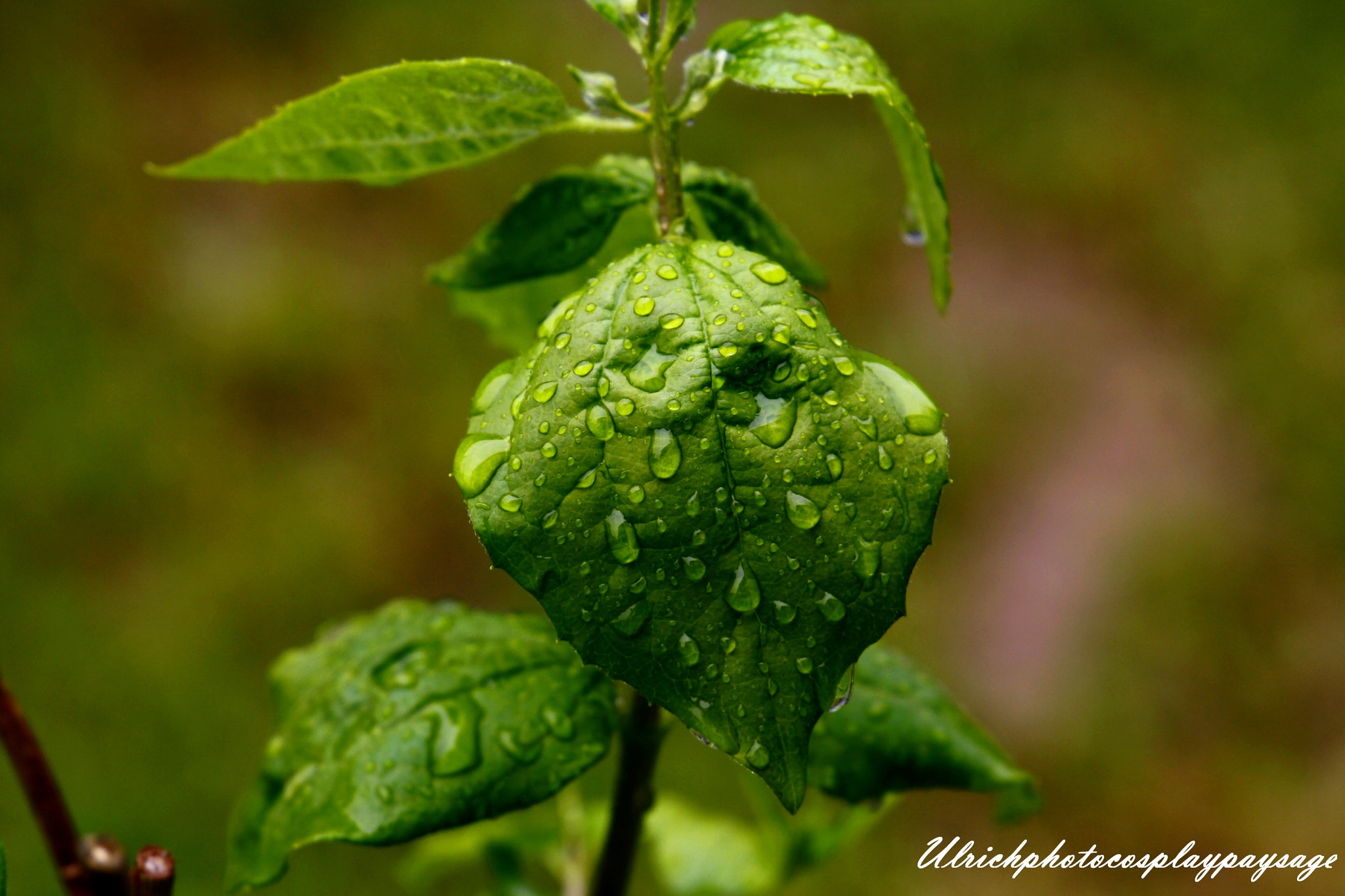 Canon EF 24-105mm F3.5-5.6 IS STM sample photo. Goutte d'eau sur une feuille photography