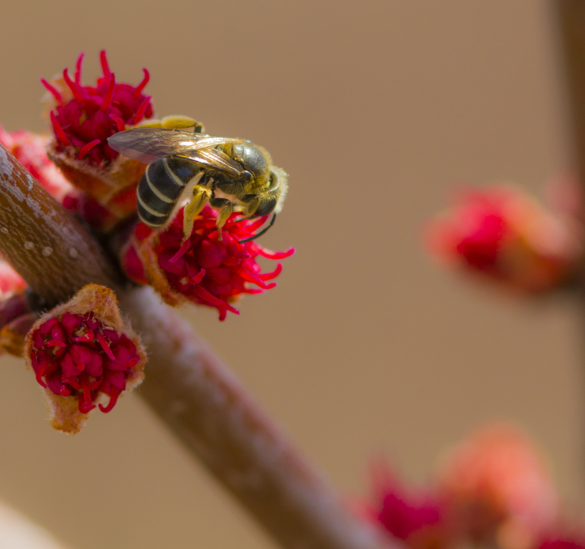 Canon EF 300mm F4L IS USM sample photo. Spring time  photography
