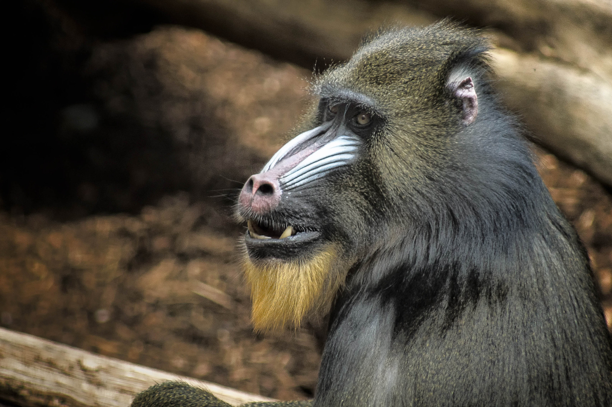 Sony 75-300mm F4.5-5.6 sample photo. Singe photography