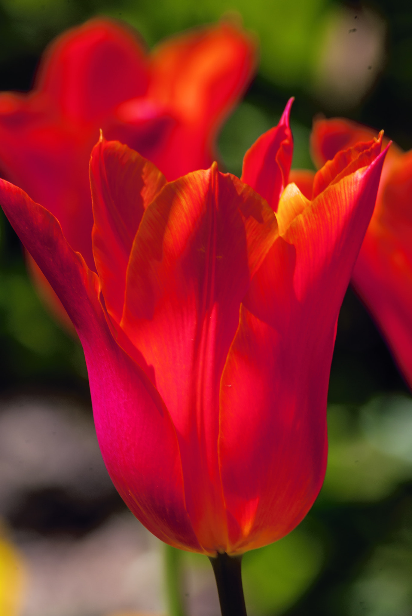 Nikon D200 sample photo. Flower.jpg photography