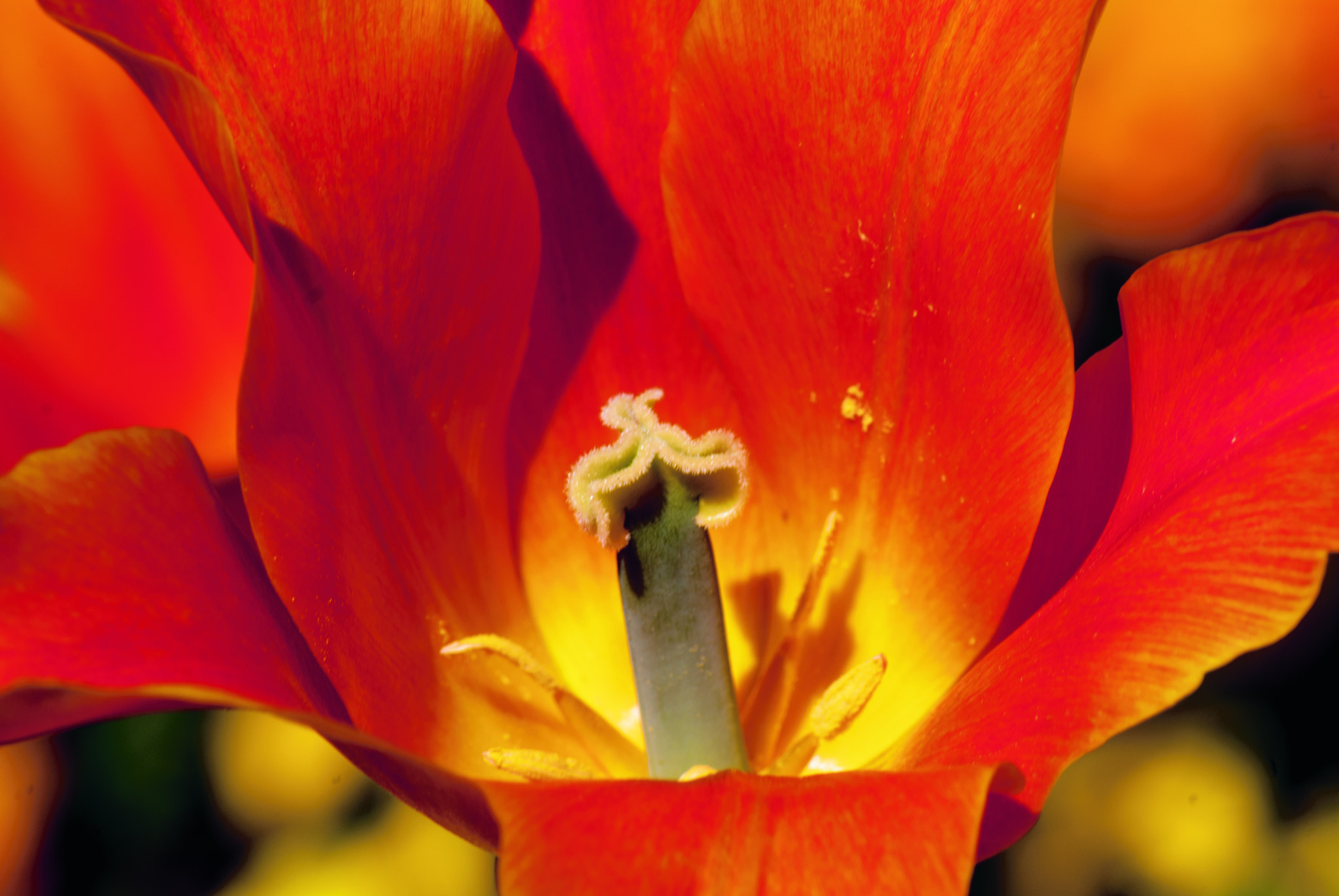 Nikon D200 sample photo. Pixetille.jpg photography