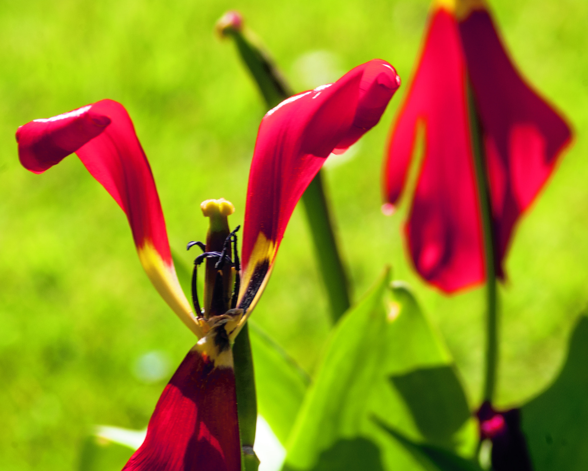 Nikon D200 sample photo. Fleurs.jpg photography