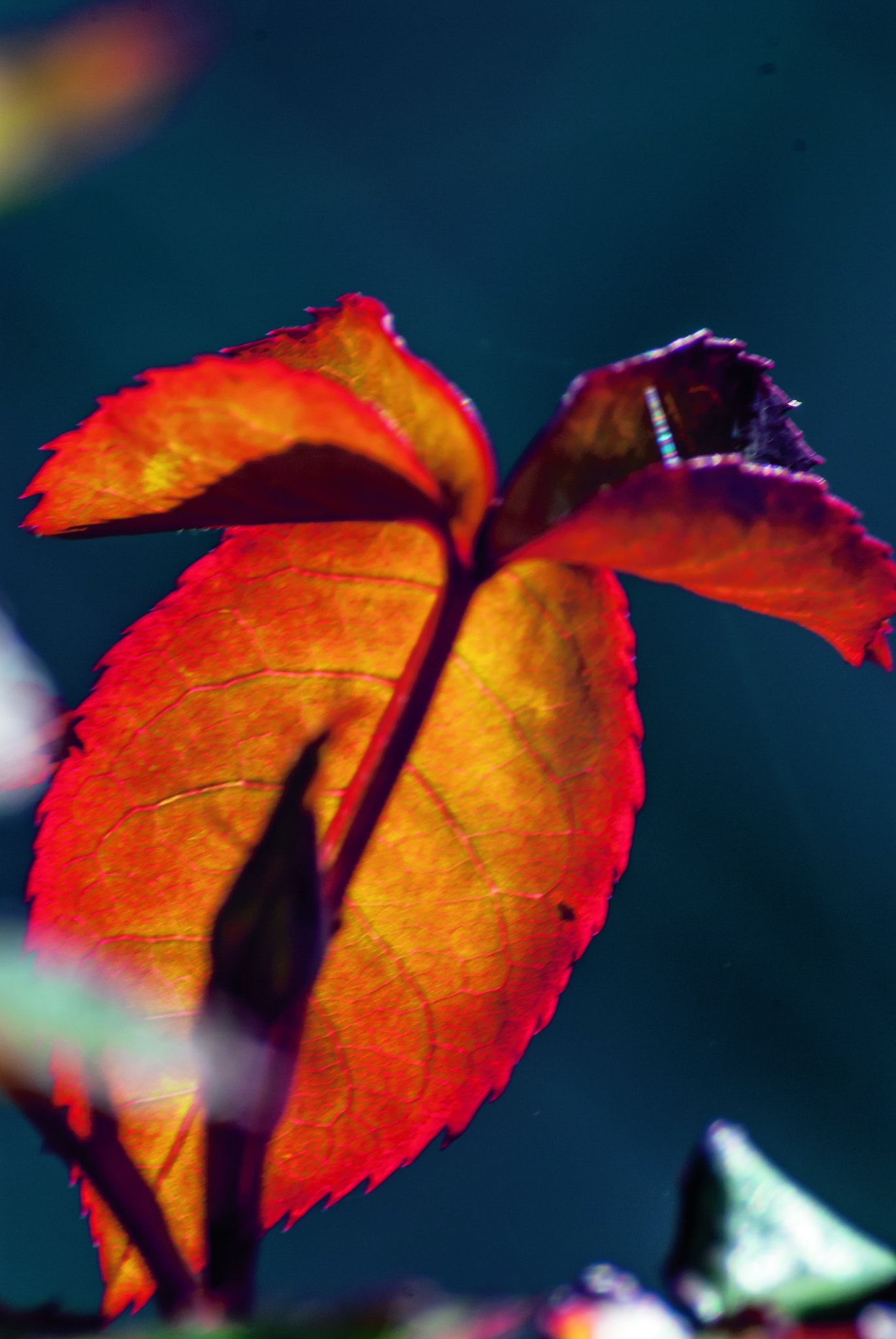 Nikon D200 sample photo. Feuille photography