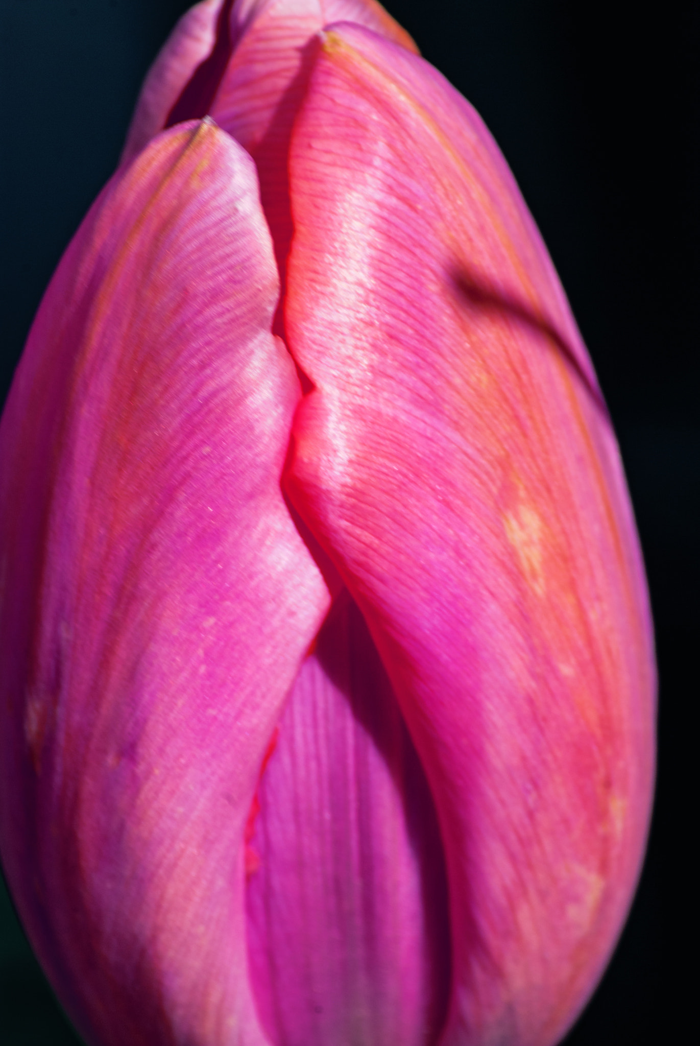 Nikon D200 sample photo. Tulipe photography