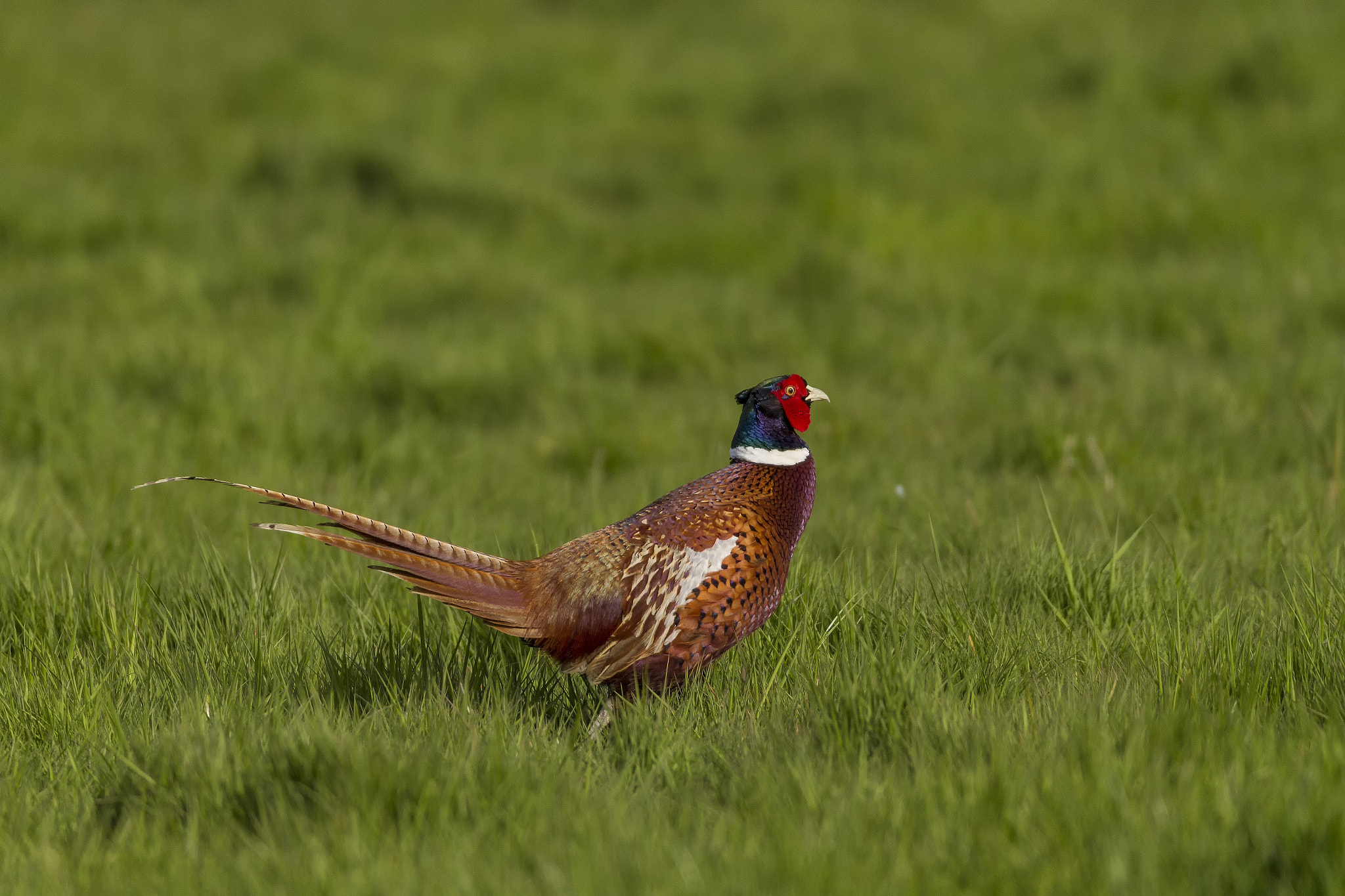 Sigma 150-600mm F5-6.3 DG OS HSM | C sample photo. Lens tests img photography
